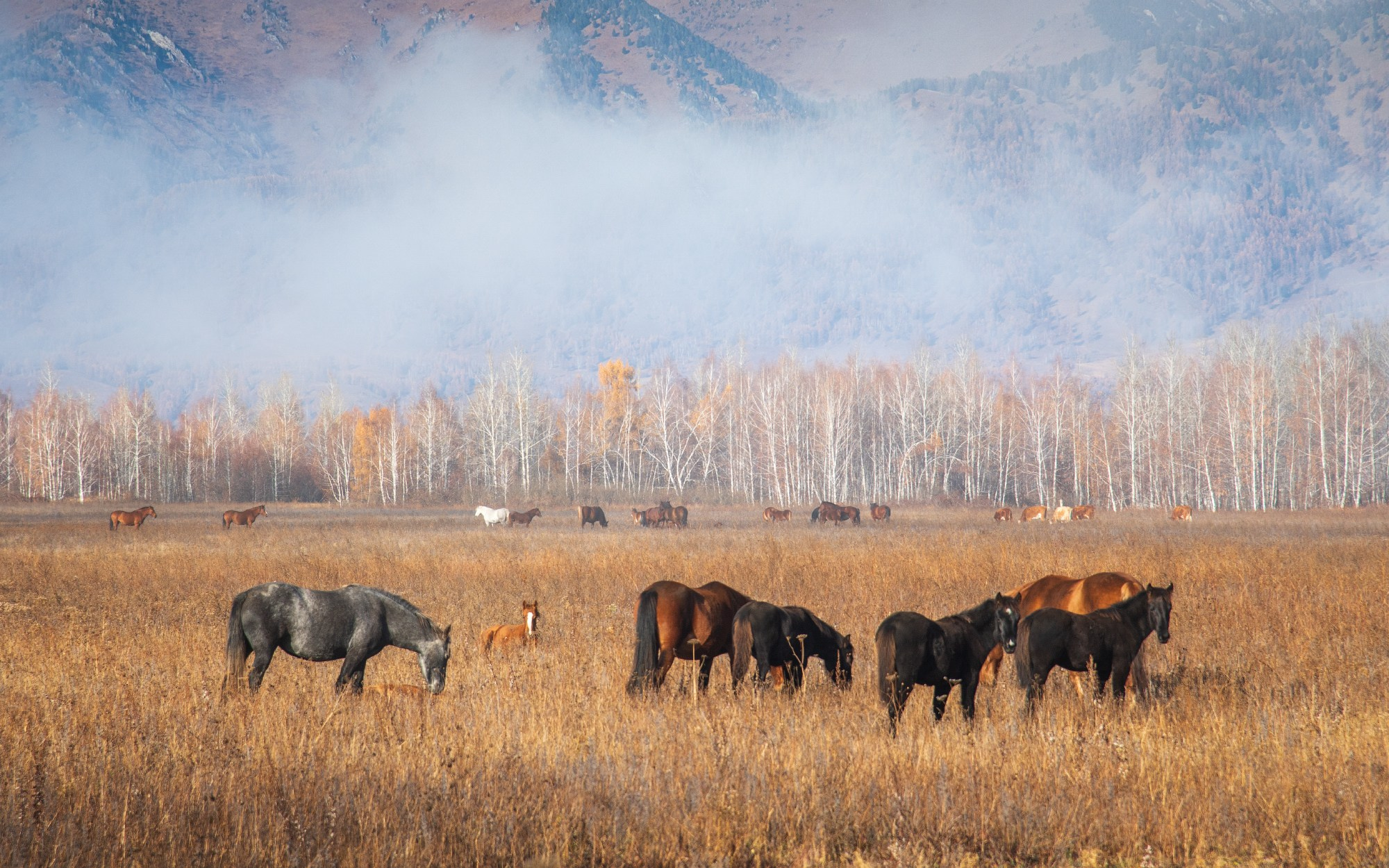 Лошади пасутся в Уймонской долине на фоне тумана и склонов Теректинского хребта