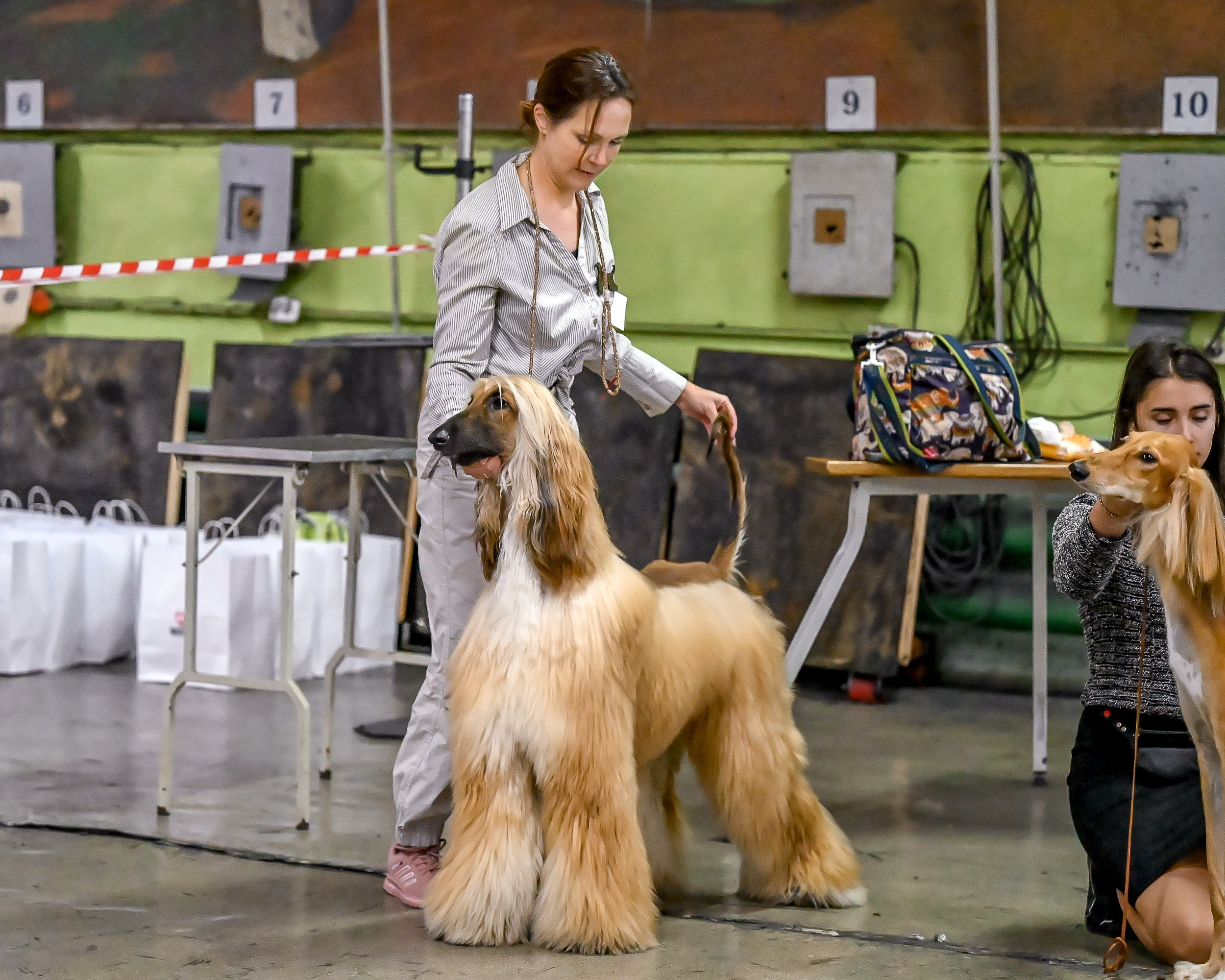 07.11.2025 Клуб Хобби. Галерея фотографий афганской борзой