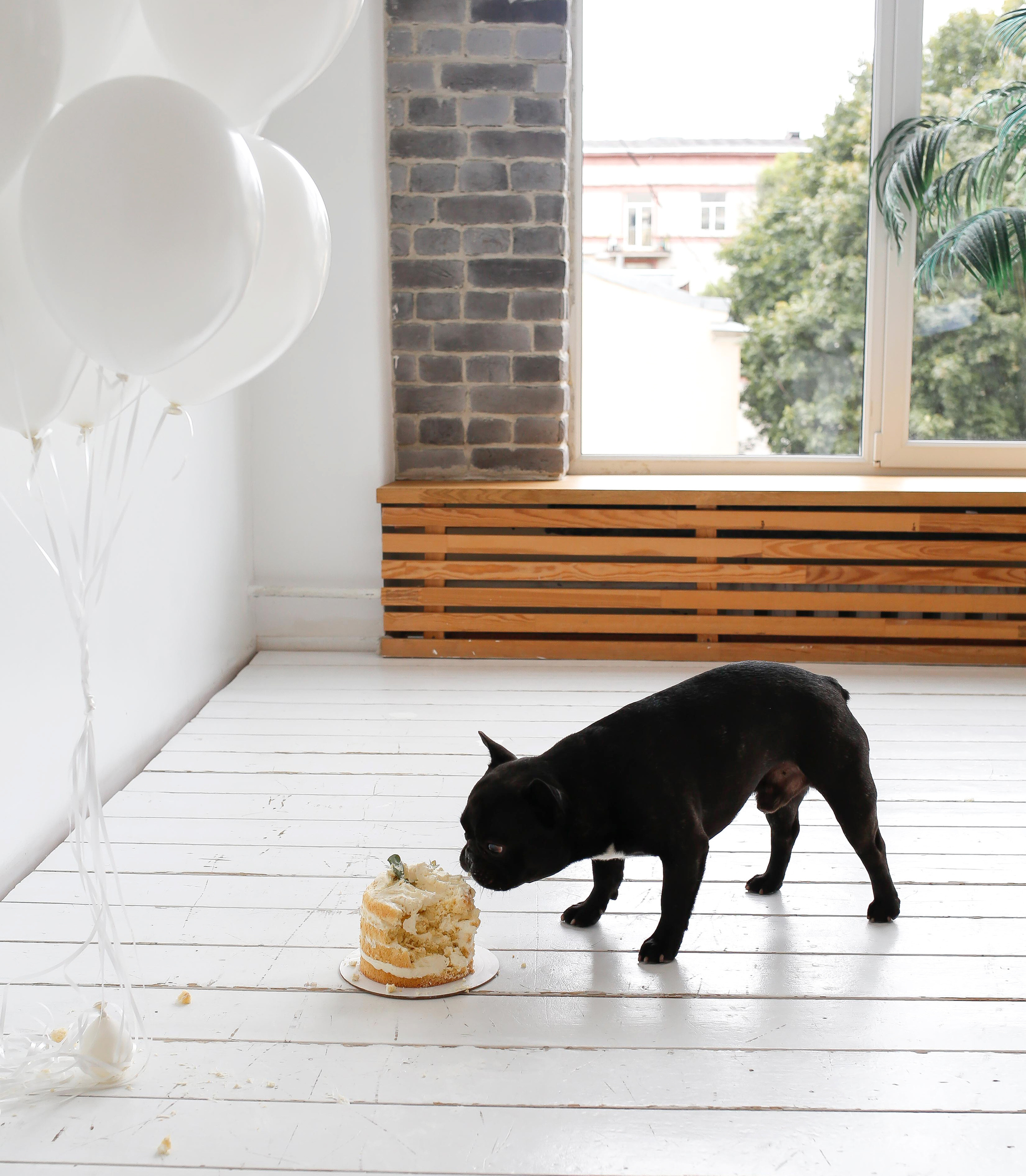 Матвей с другом рушат торт). Детский и семейный фотограф Санкт-Петербург, фотосессия Спб