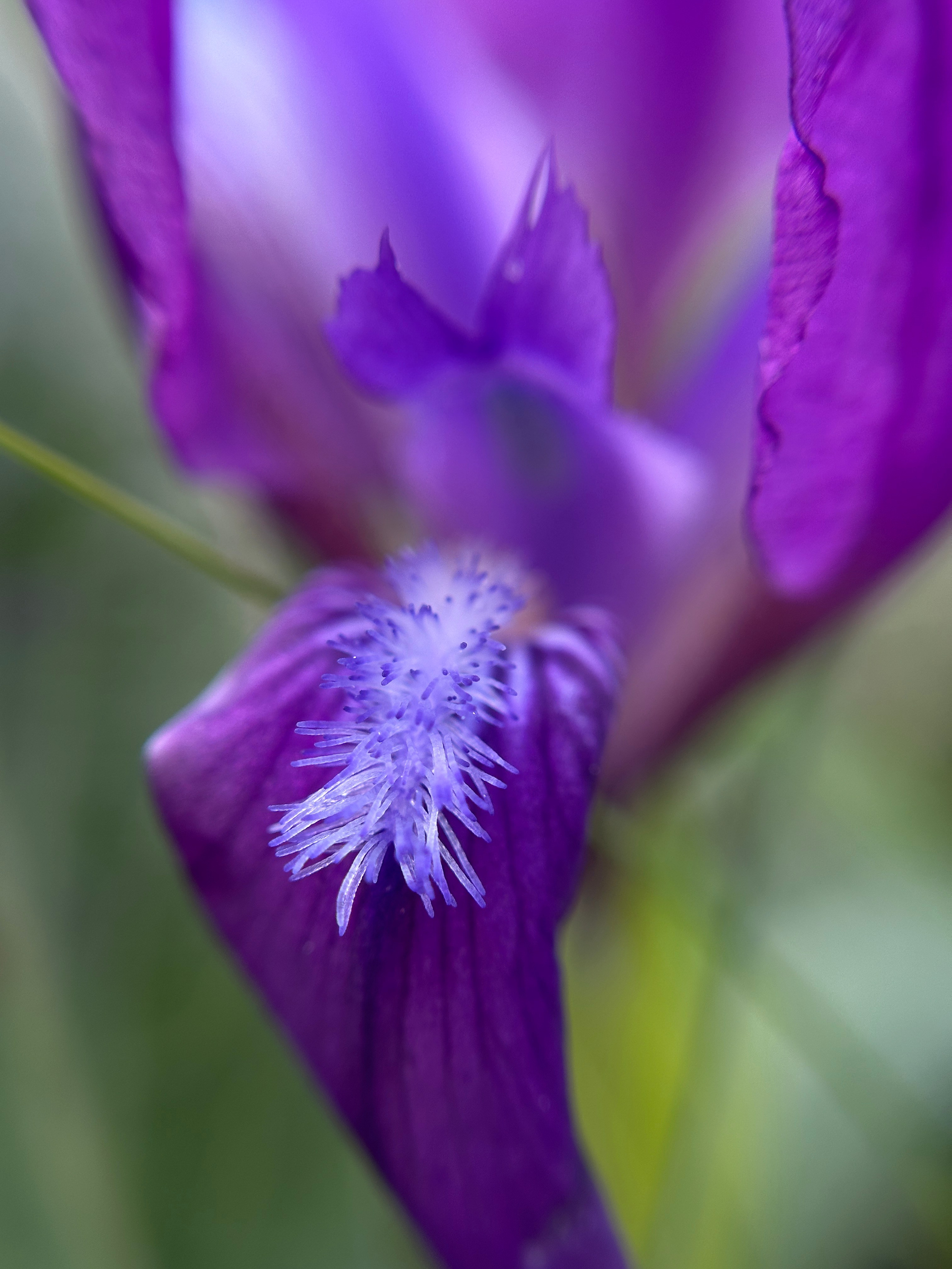 Макро любовь. Смотри, красота!