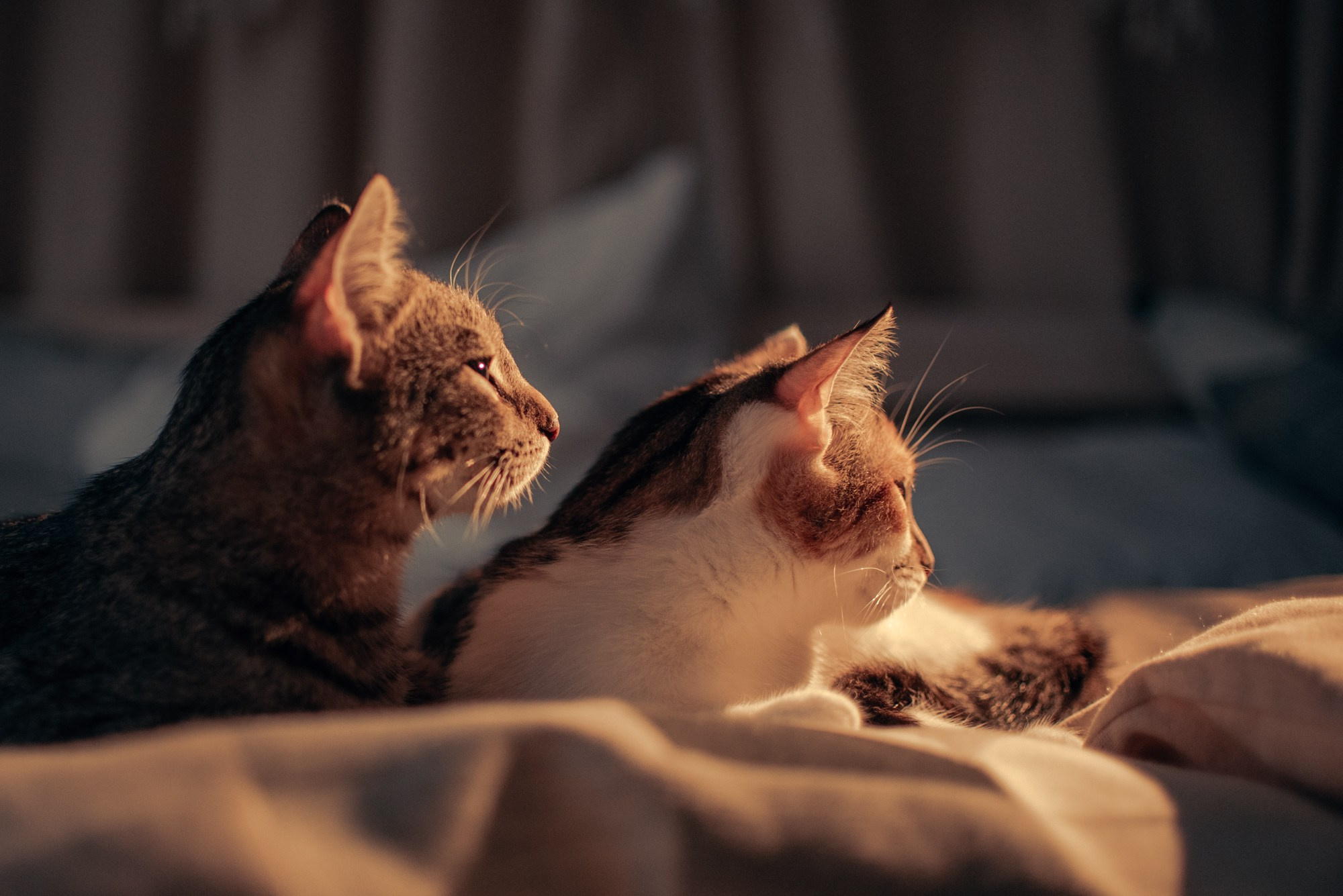 Cats: looking for a home and adopted. Photos of you and your pet