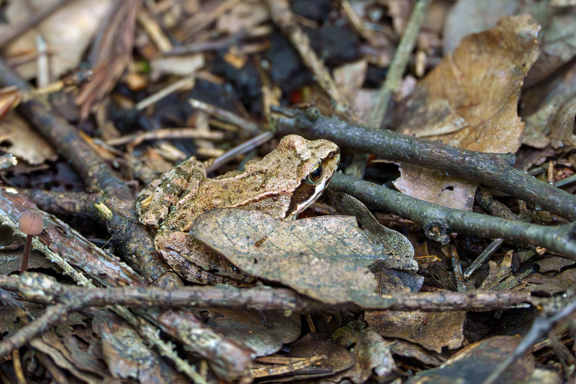 Животные. Ваш личный фотограф Марина Волкова