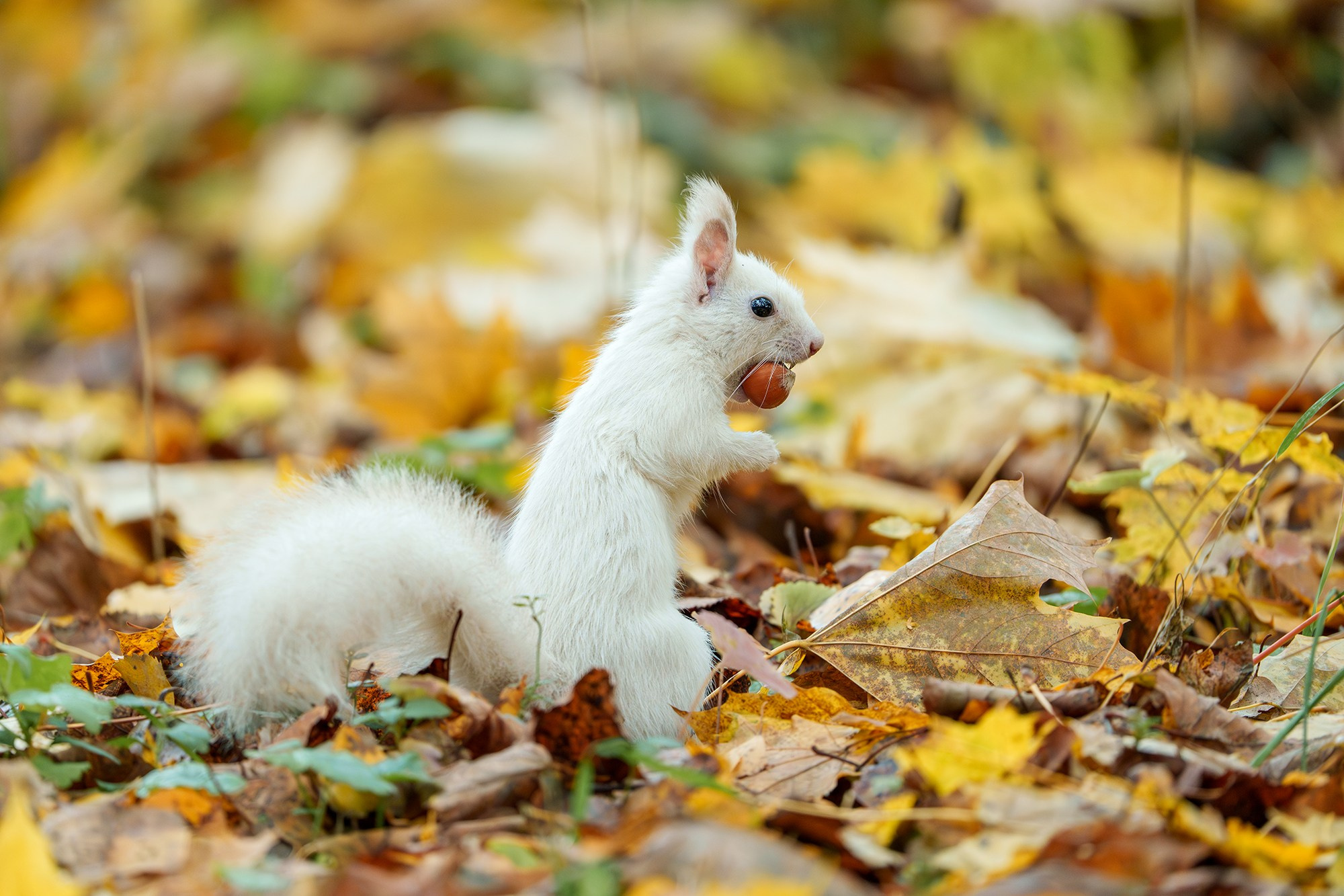 Животные. Ваш личный фотограф Марина Волкова