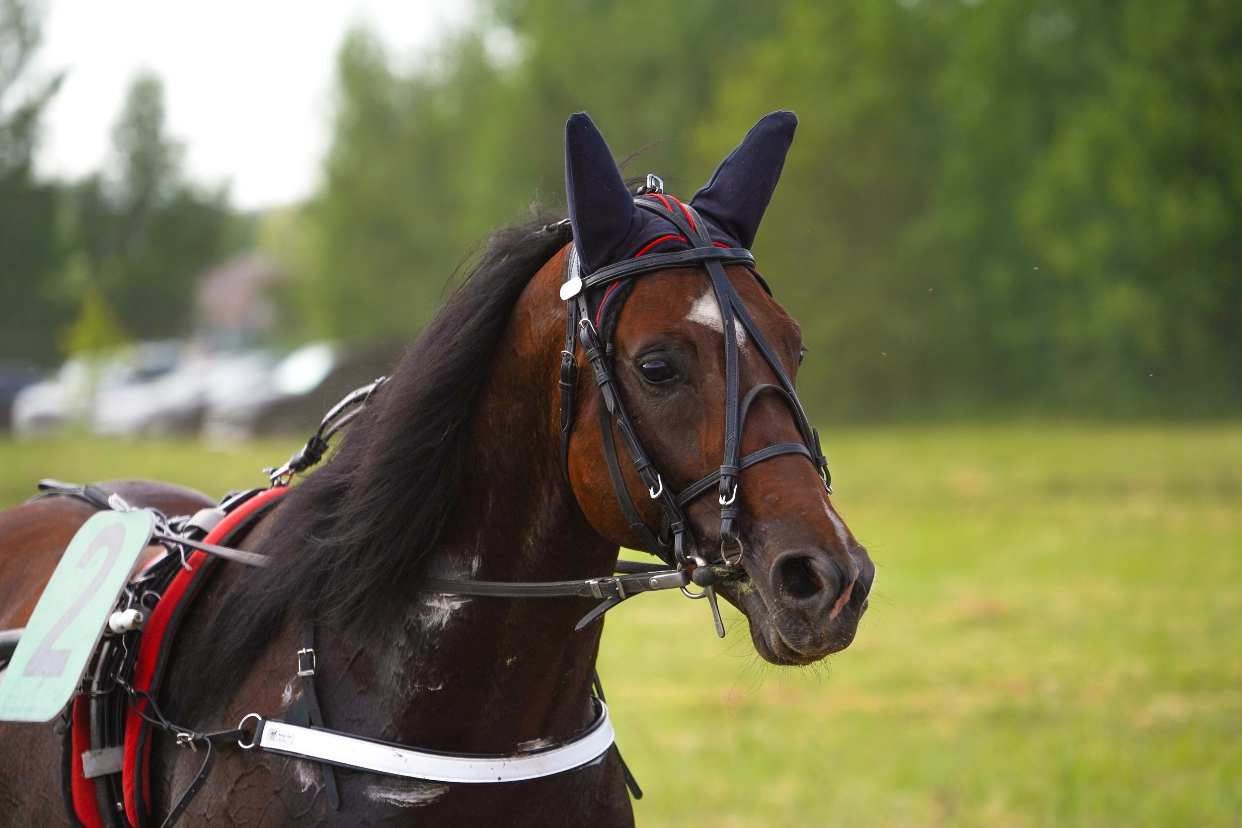 III конные бега на Кубок Главы Чувашии. Фотограф-анималист, портретный фотограф в Чебоксарах Мария Садыкова