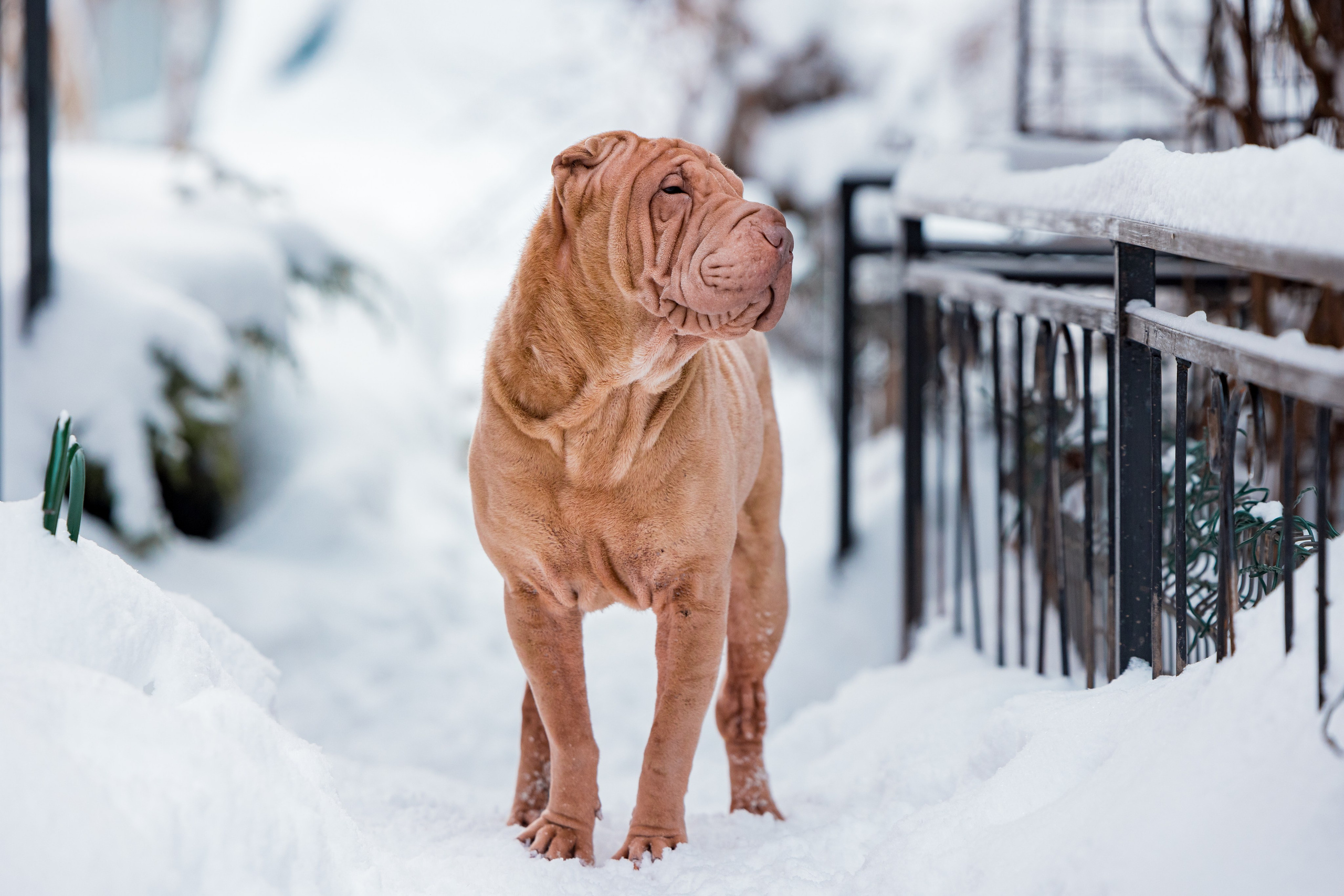 В гостях у шарпеев 16.01.2024. Фотограф-анималист Юлия Германика