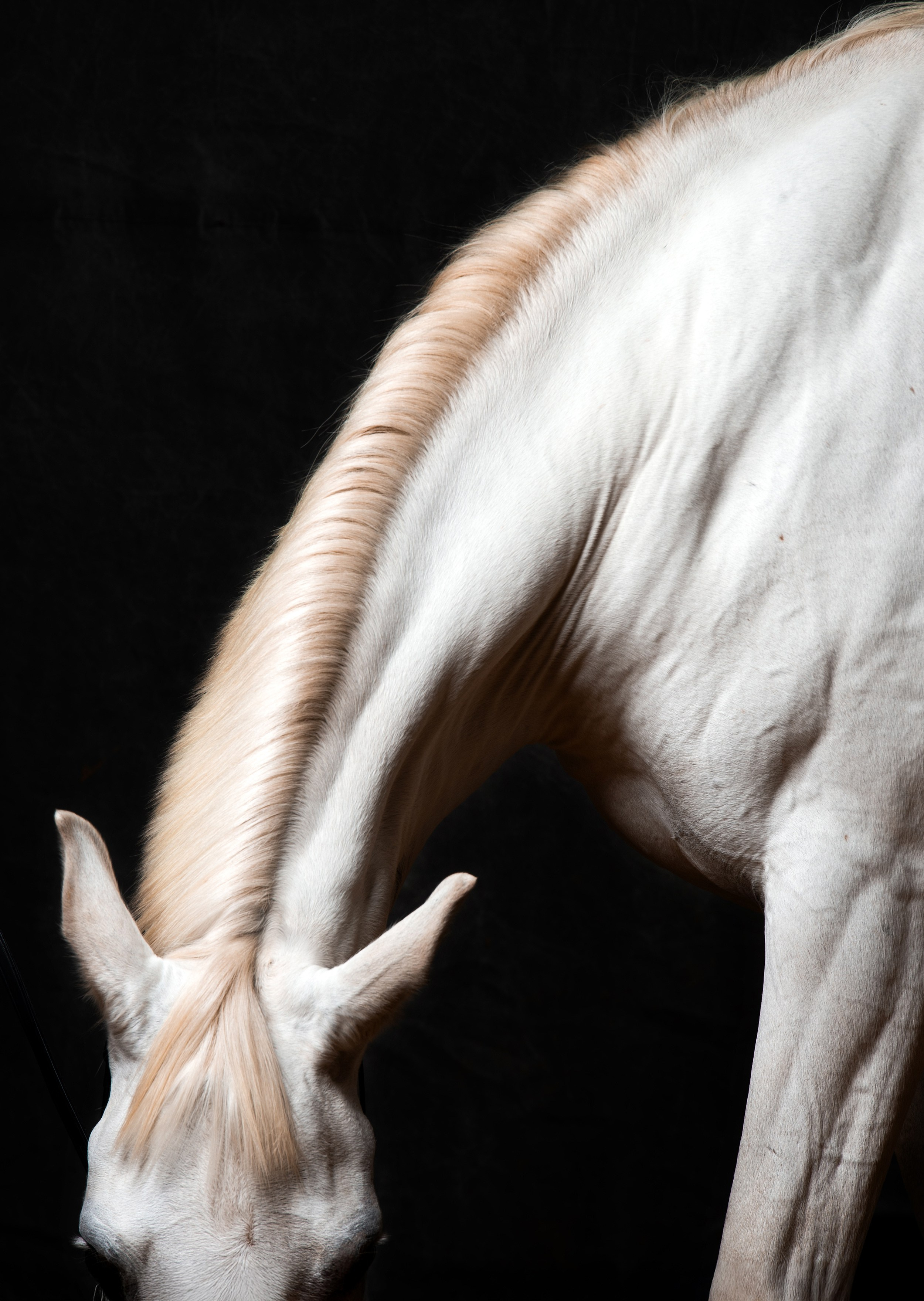 HORSES. LUMEN DUO Art photography for interiors