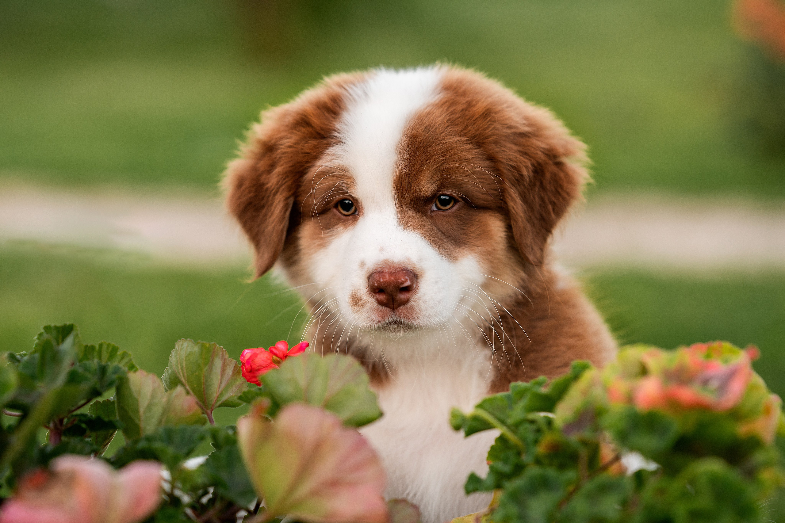 Заводчик Елизавета Степанова. Творческий фотограф Вологда