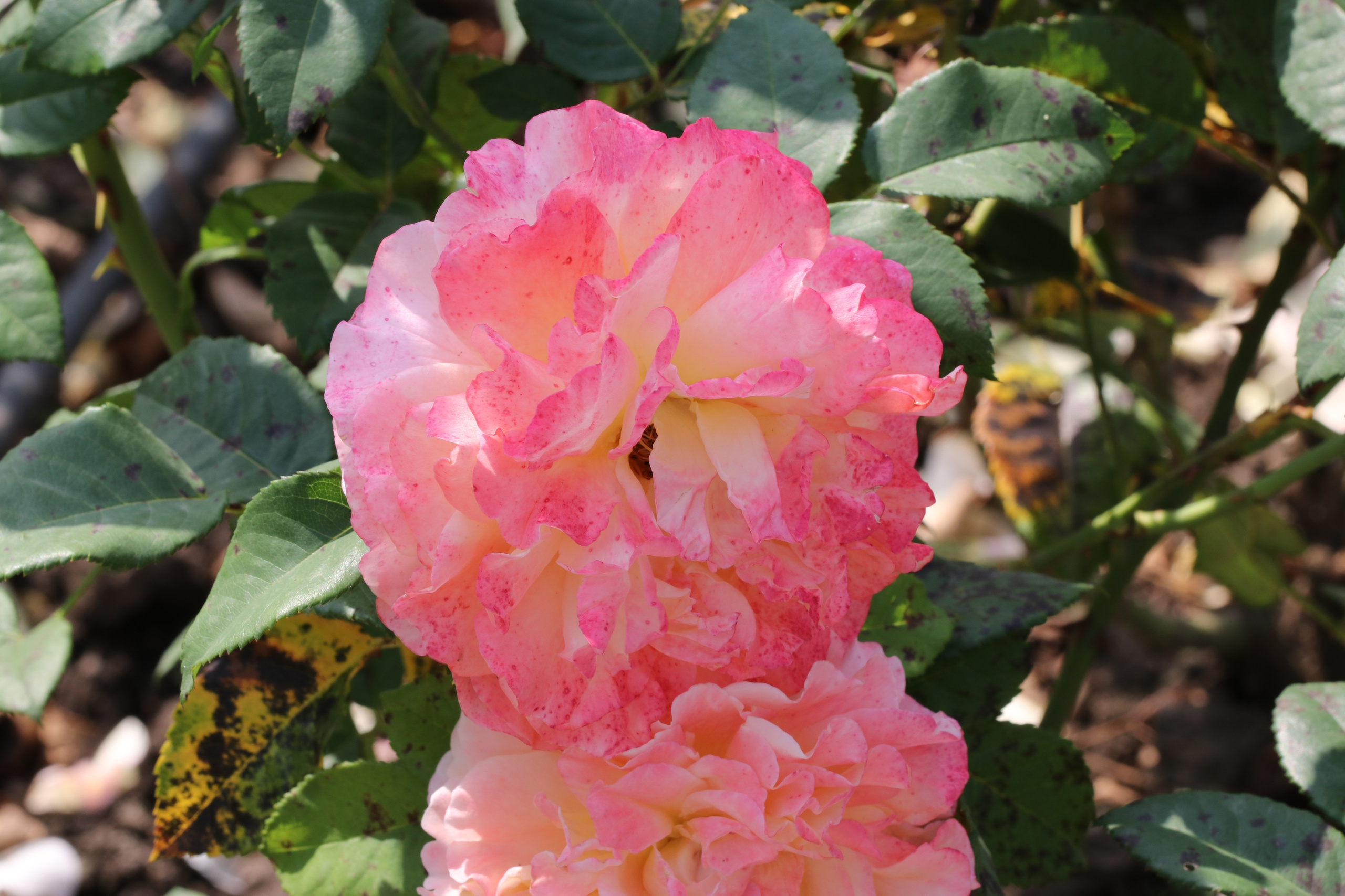 Долина роз в Кисловодске. Фото-художник и Репортажный фотограф Николаев Александр Алексеевич