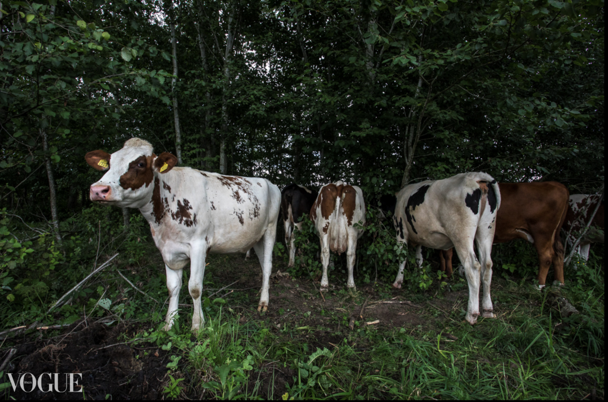 Коллекция фотографий для Vogue от Екатерины Егоровой в Москва. Семейный фотограф в Москве Екатерина Егорова