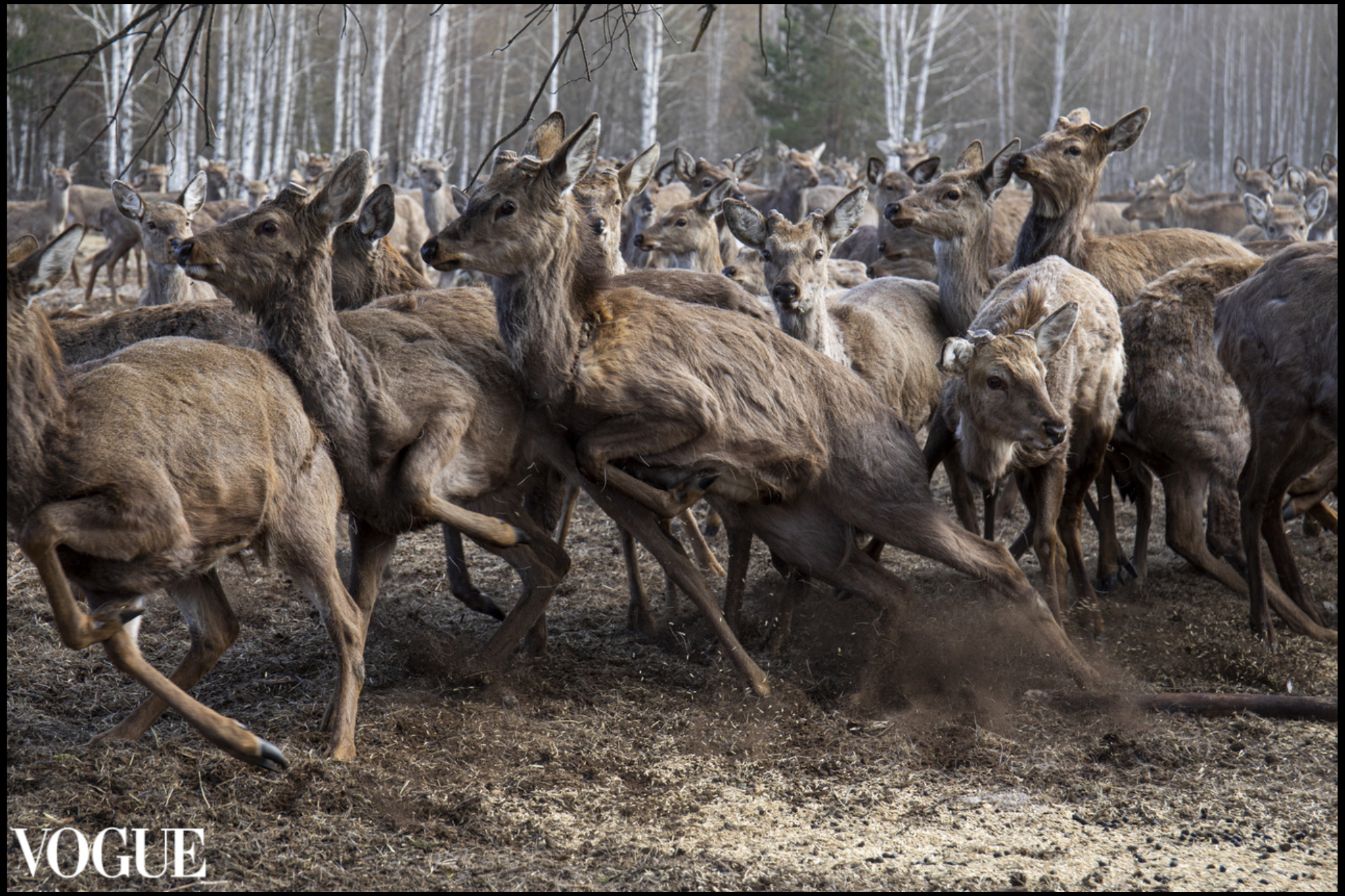 Коллекция фотографий для Vogue от Екатерины Егоровой в Москва. Семейный фотограф в Москве Екатерина Егорова