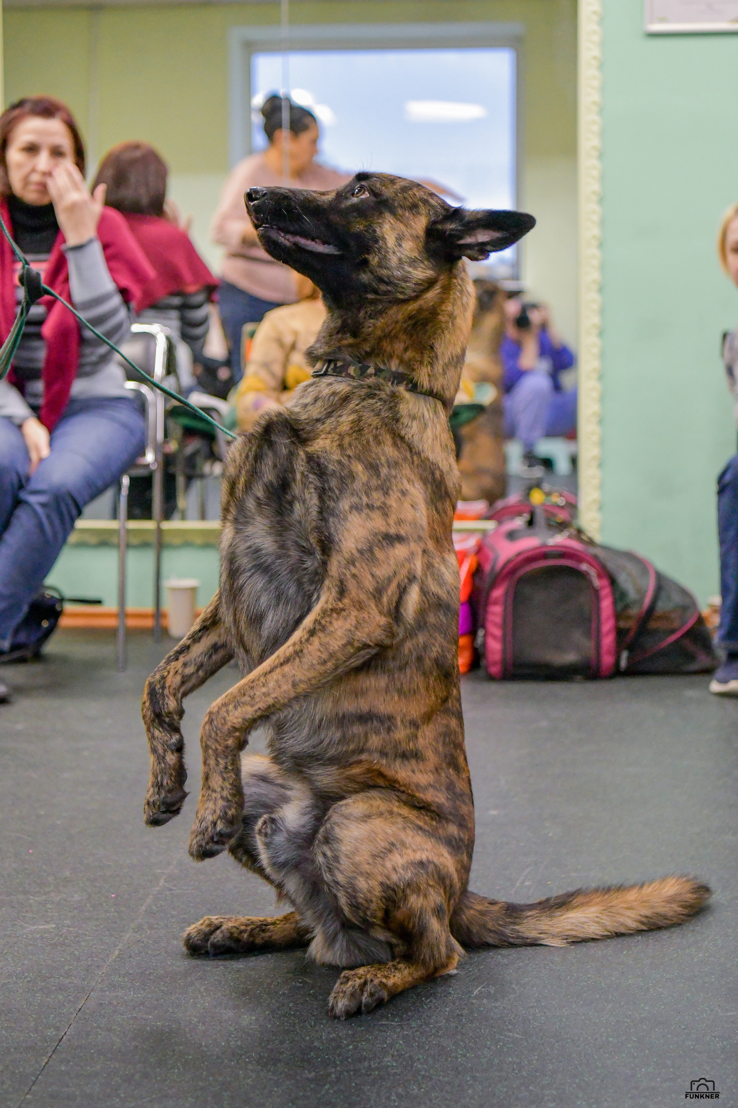 Кинологический клуб «Бодрый хвост». Свой взгляд через объектив