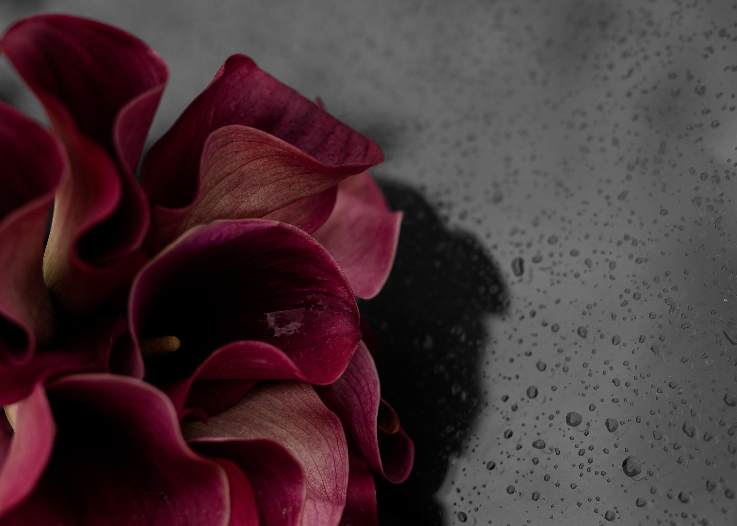 Марго + Родион. Свадебный и семейный фотограф в Саратове Маша Паника