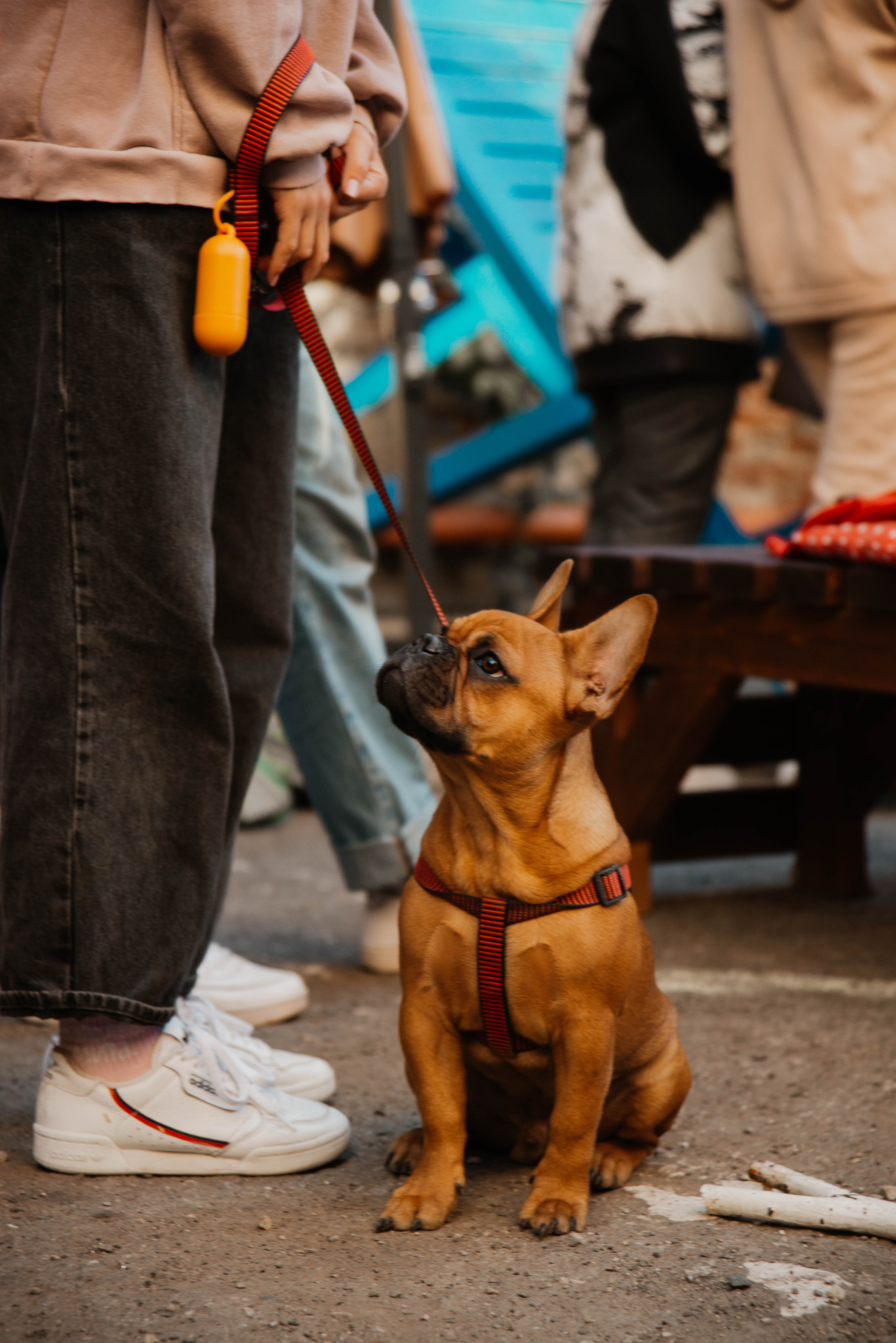 Дог-вечеринка на летнике «Кутёж». Ксения Glossa. Портретный и репортажный фотограф в Самаре