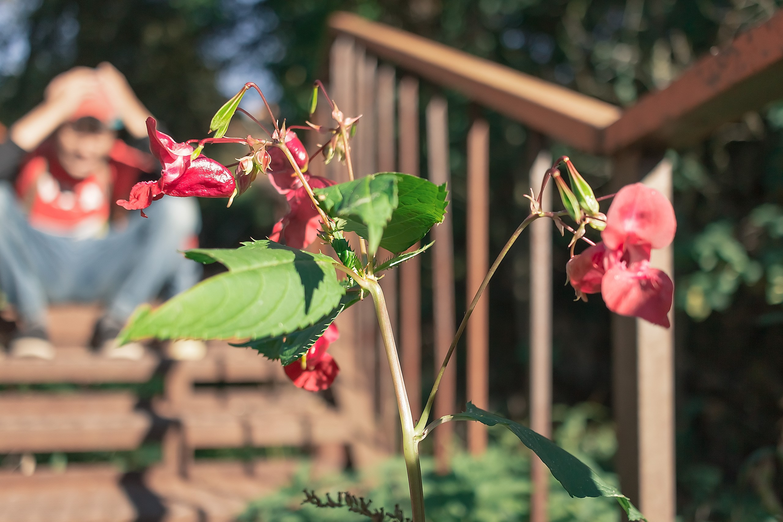 Обиды нельзя прятать. Аmat Victoria Сuram