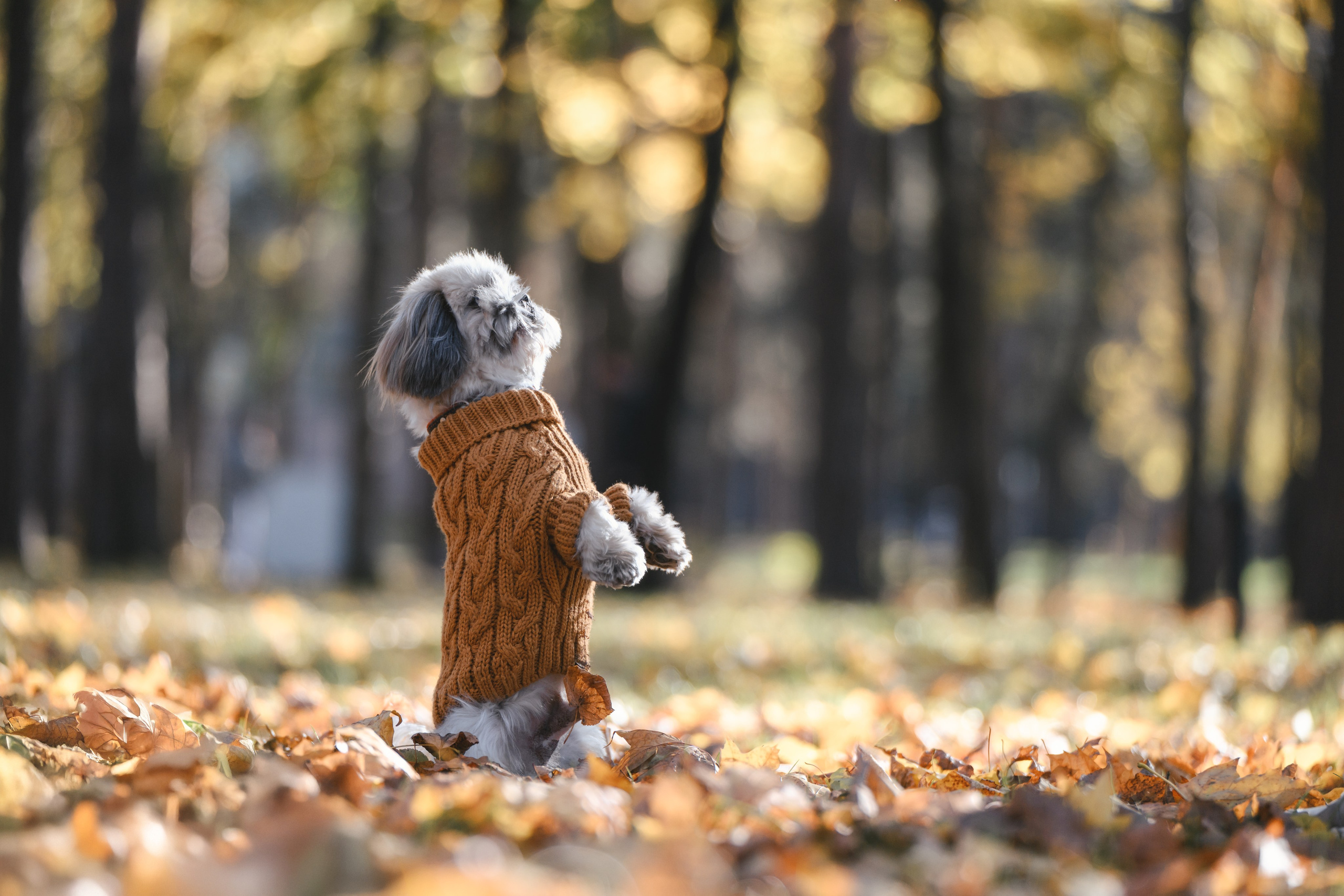 Ирина и Винни. Фотограф Анималист в Москве Анастасия Жучкова