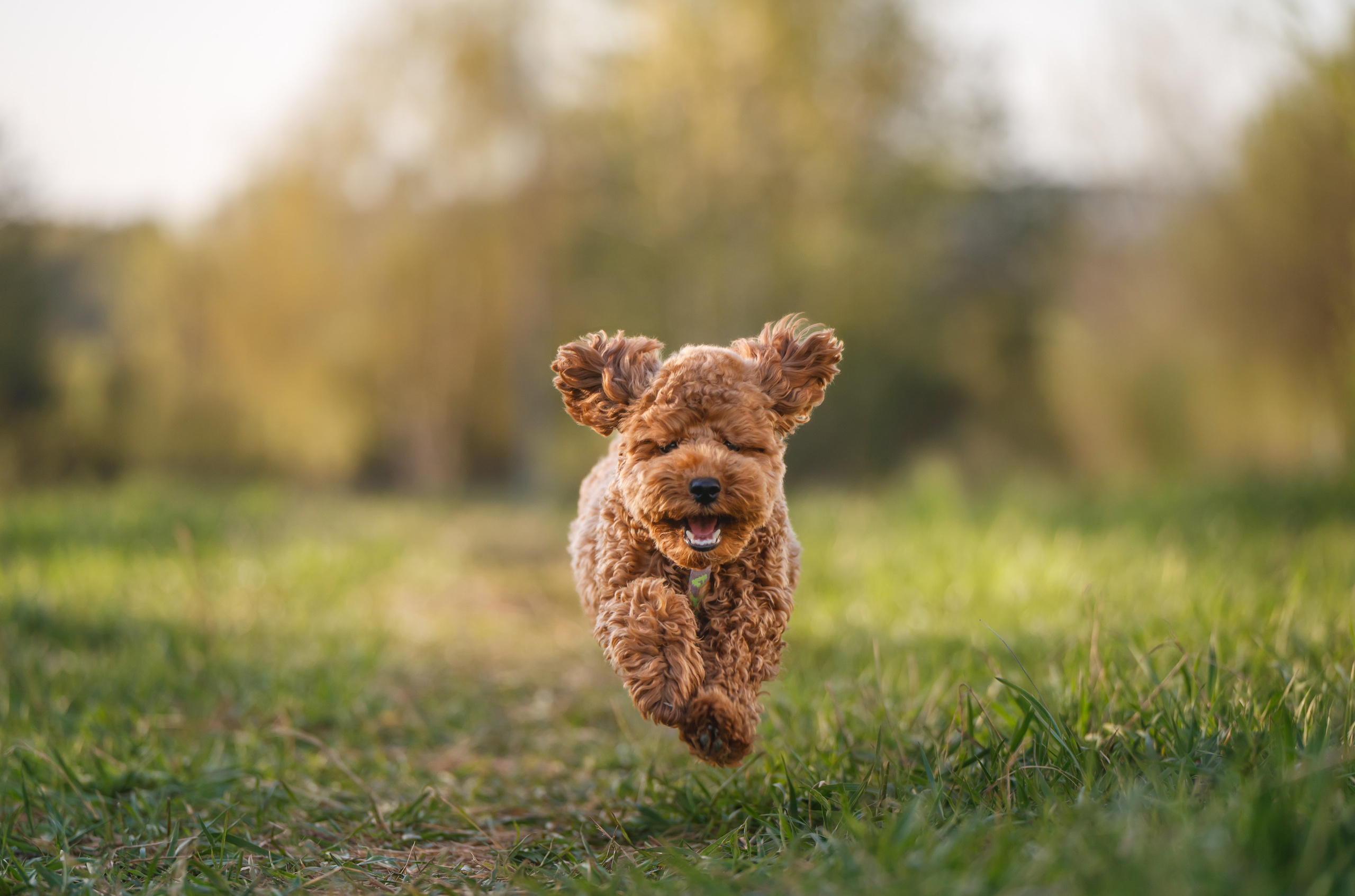 Пудель на закате. Фотограф Анималист в Москве Анастасия Жучкова