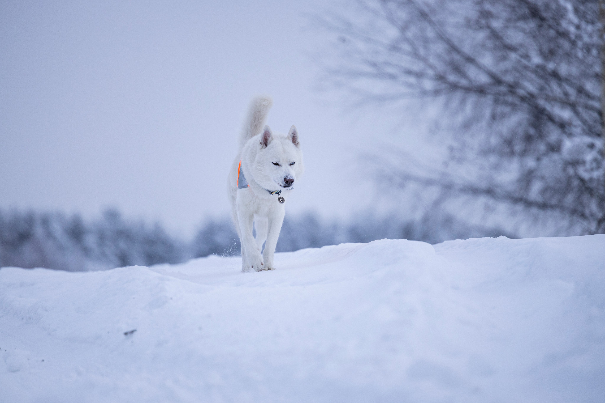 Рики и Гаруда. Фотограф-анималист Анна Маринич