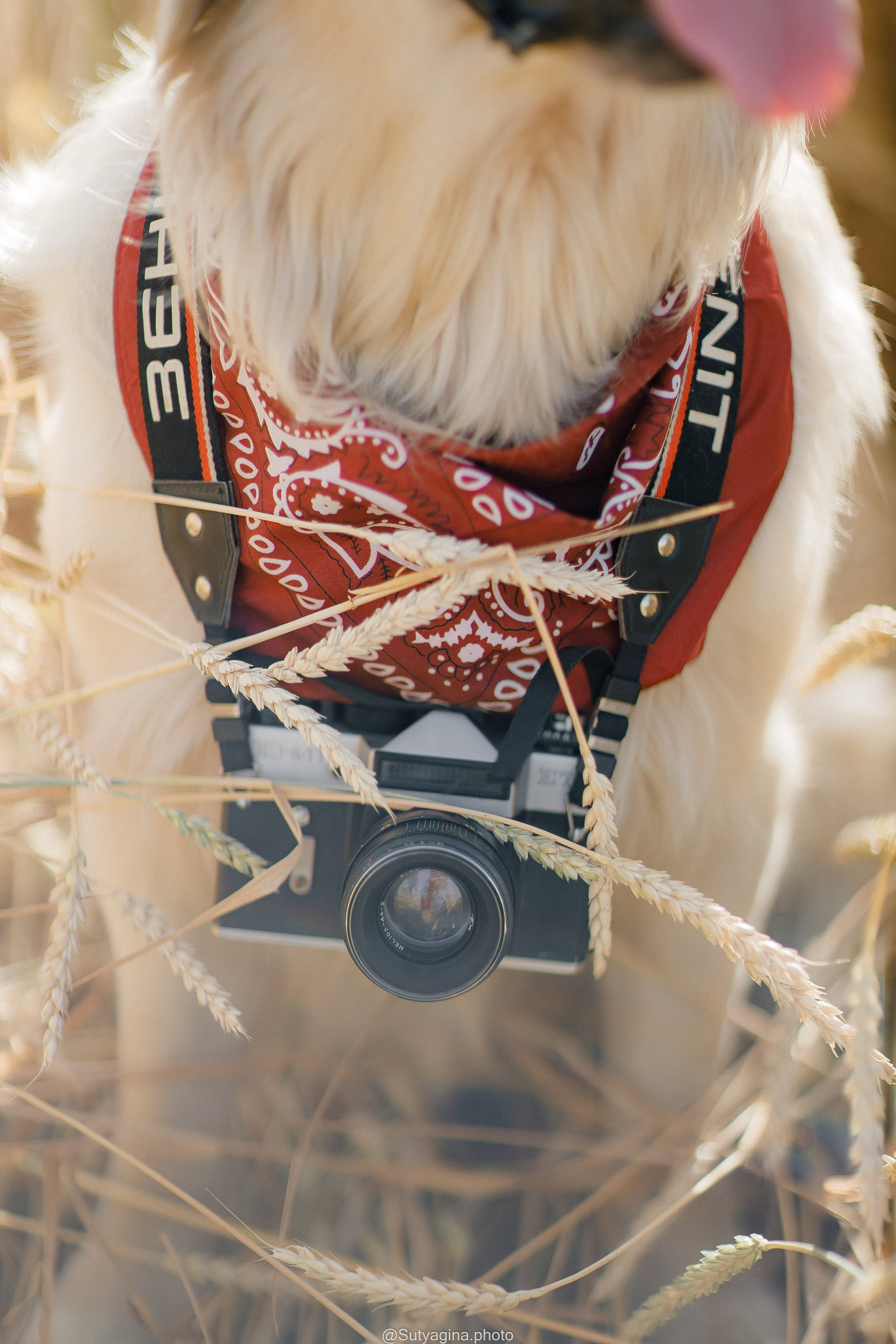 Золотистый ретривер Снежик. Свадебный и женский фотограф