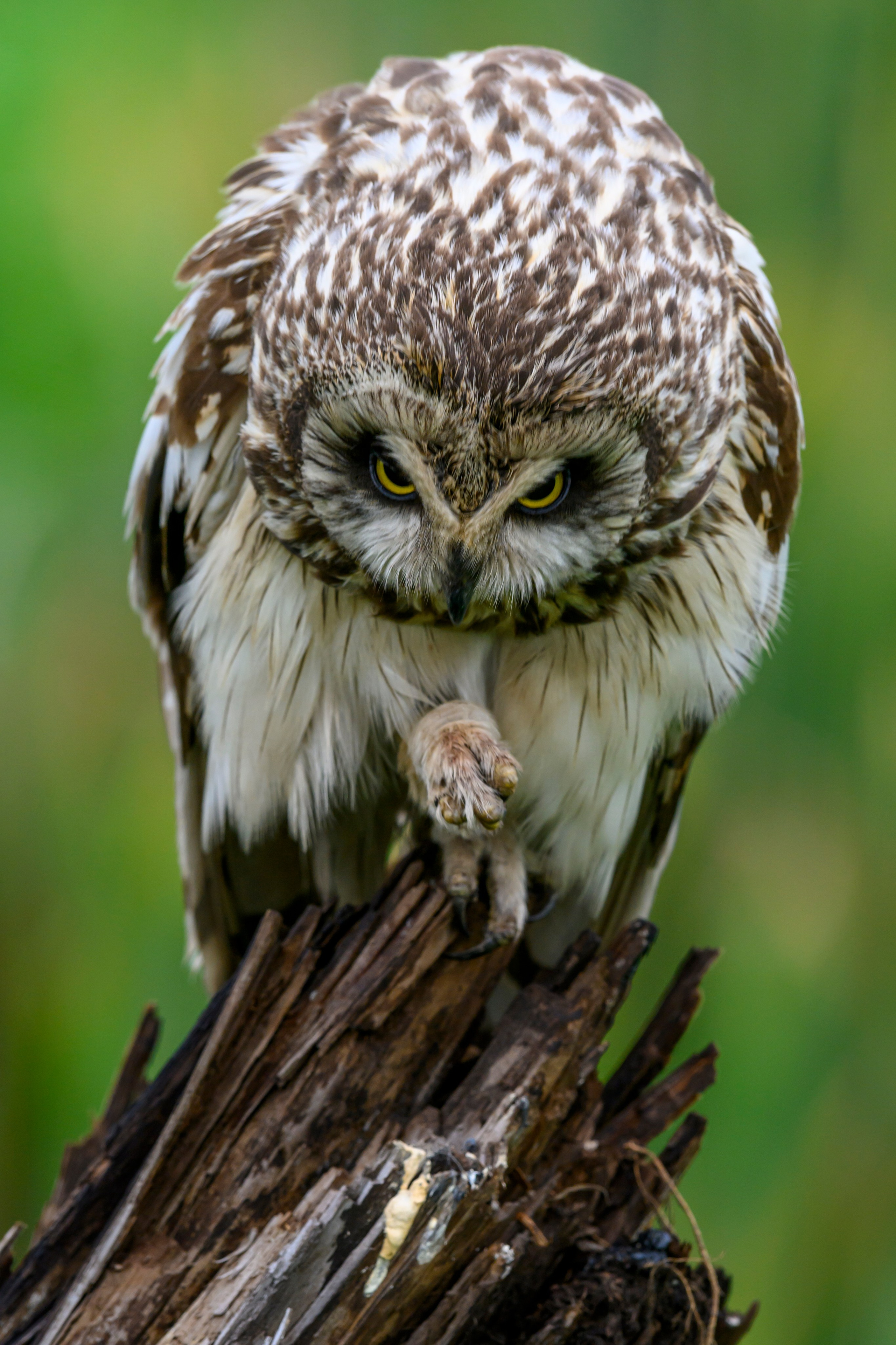 Short eared owl. Wildlife photography by Sergey Puponin