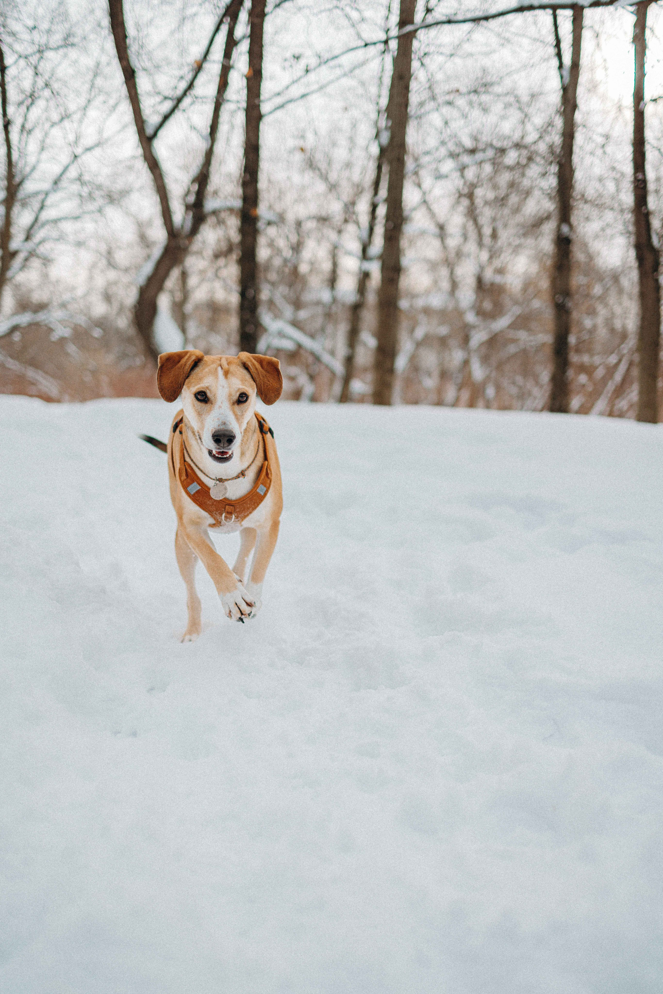 Свобода и ее семья. Фотограф-анималист в Москве Лера Черноног