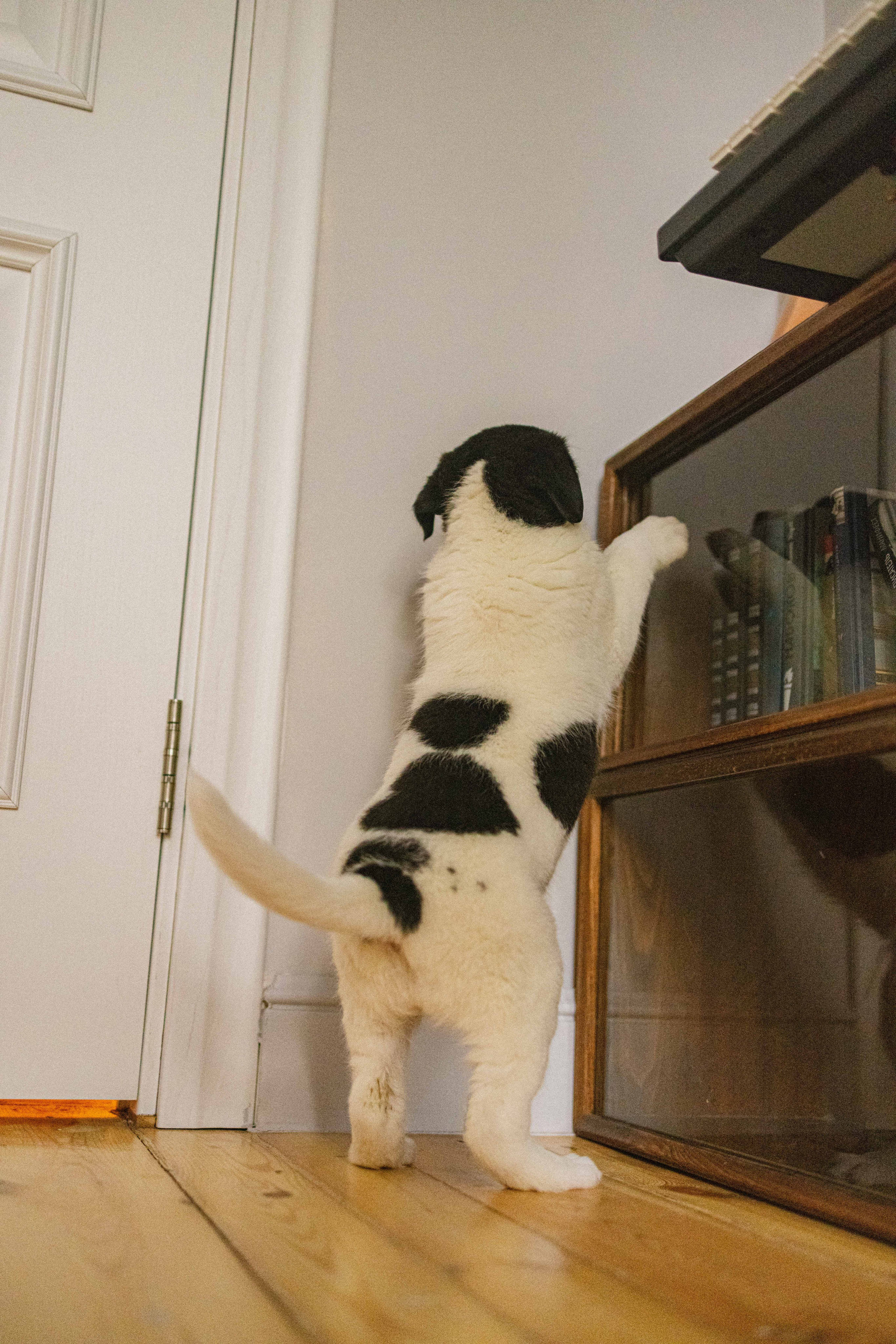 Щеночки. Фотограф-анималист в Москве Лера Черноног