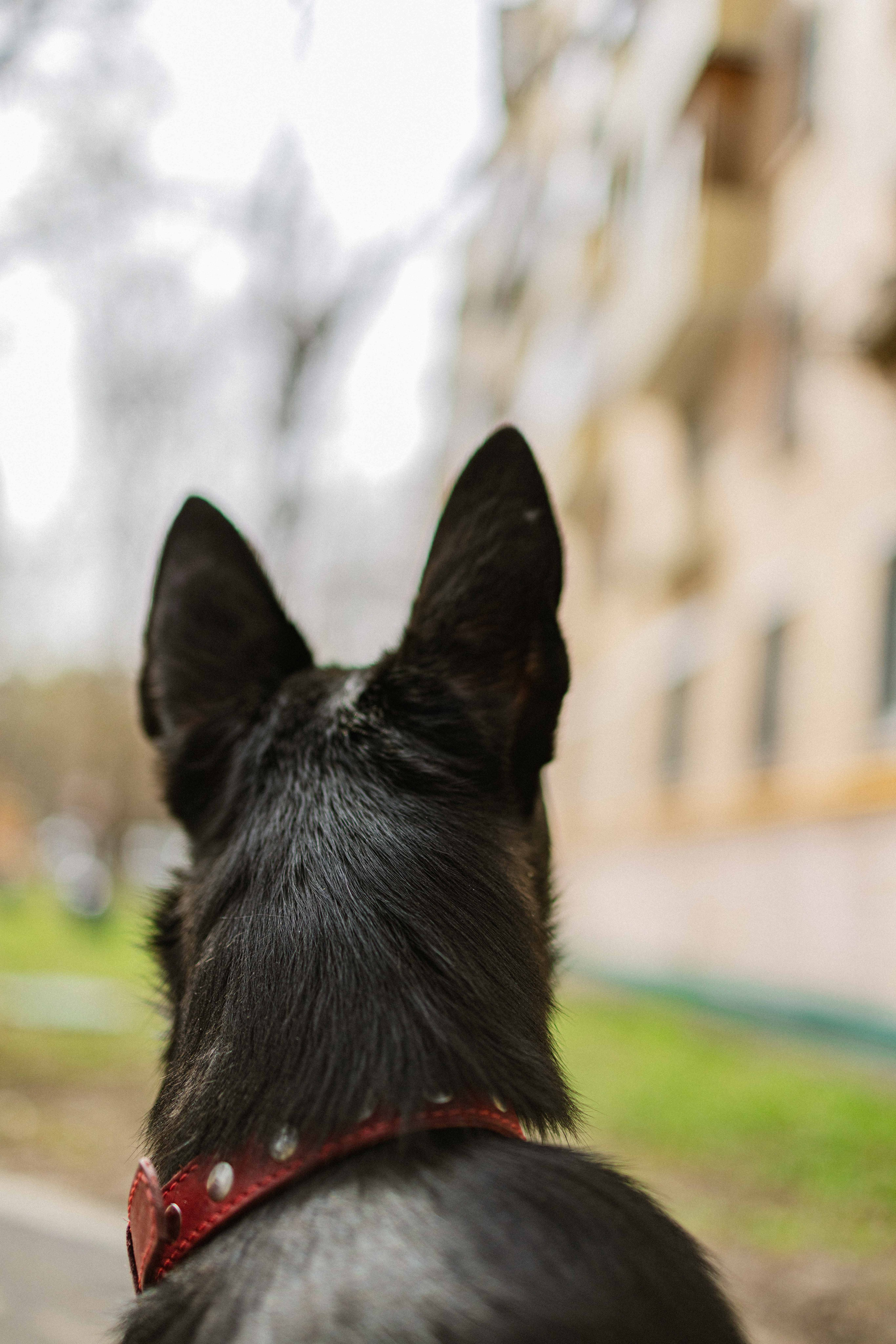 Булька. Фотограф-анималист в Москве Лера Черноног