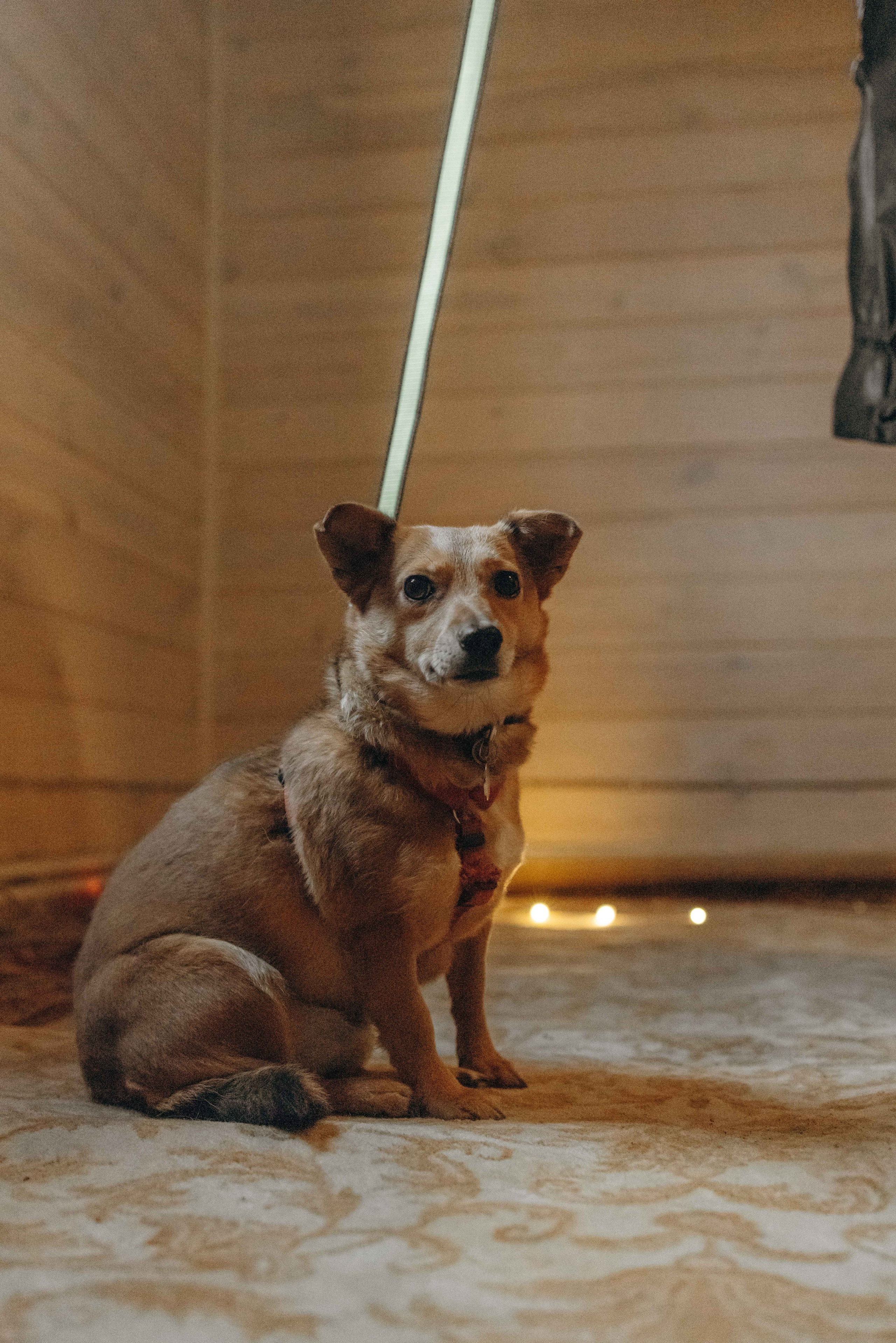 Передержка. Фотограф-анималист в Москве Лера Черноног