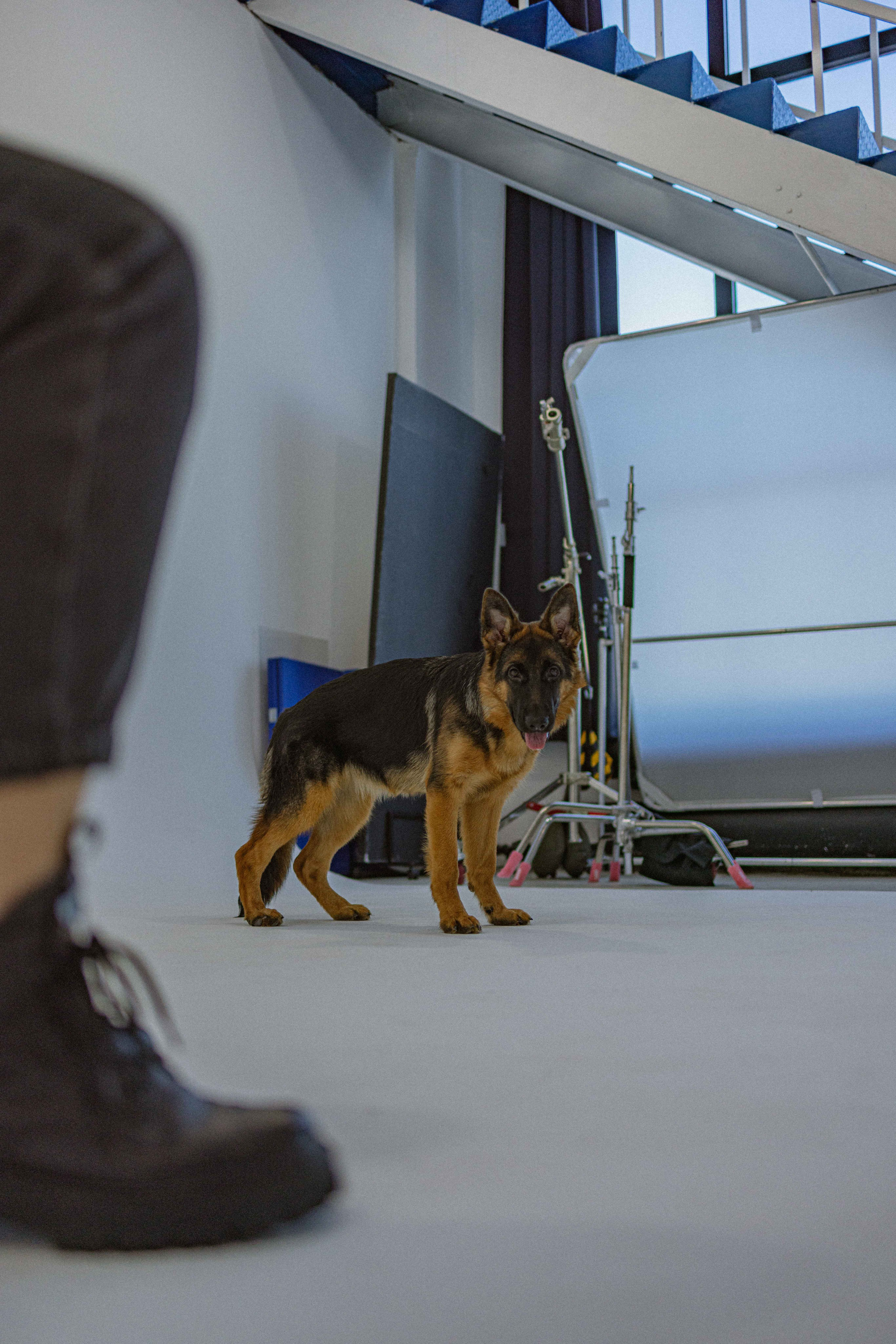 Ася и Буся. Фотограф-анималист в Москве Лера Черноног