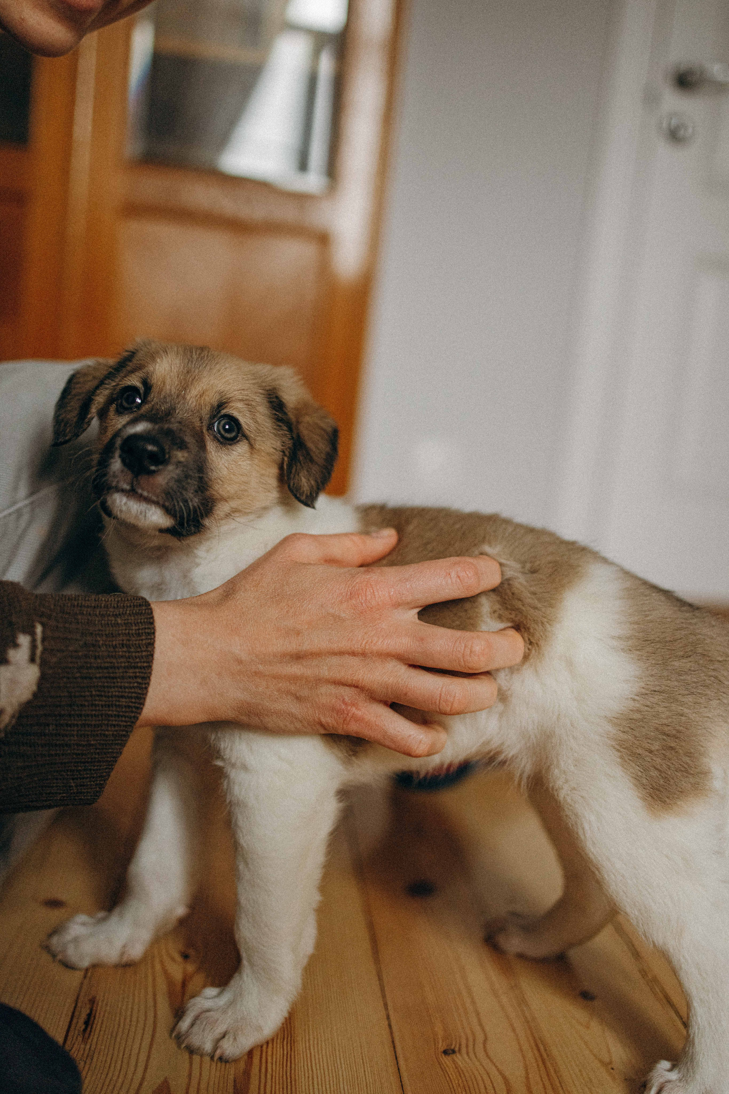 Щеночки. Фотограф-анималист в Москве Лера Черноног