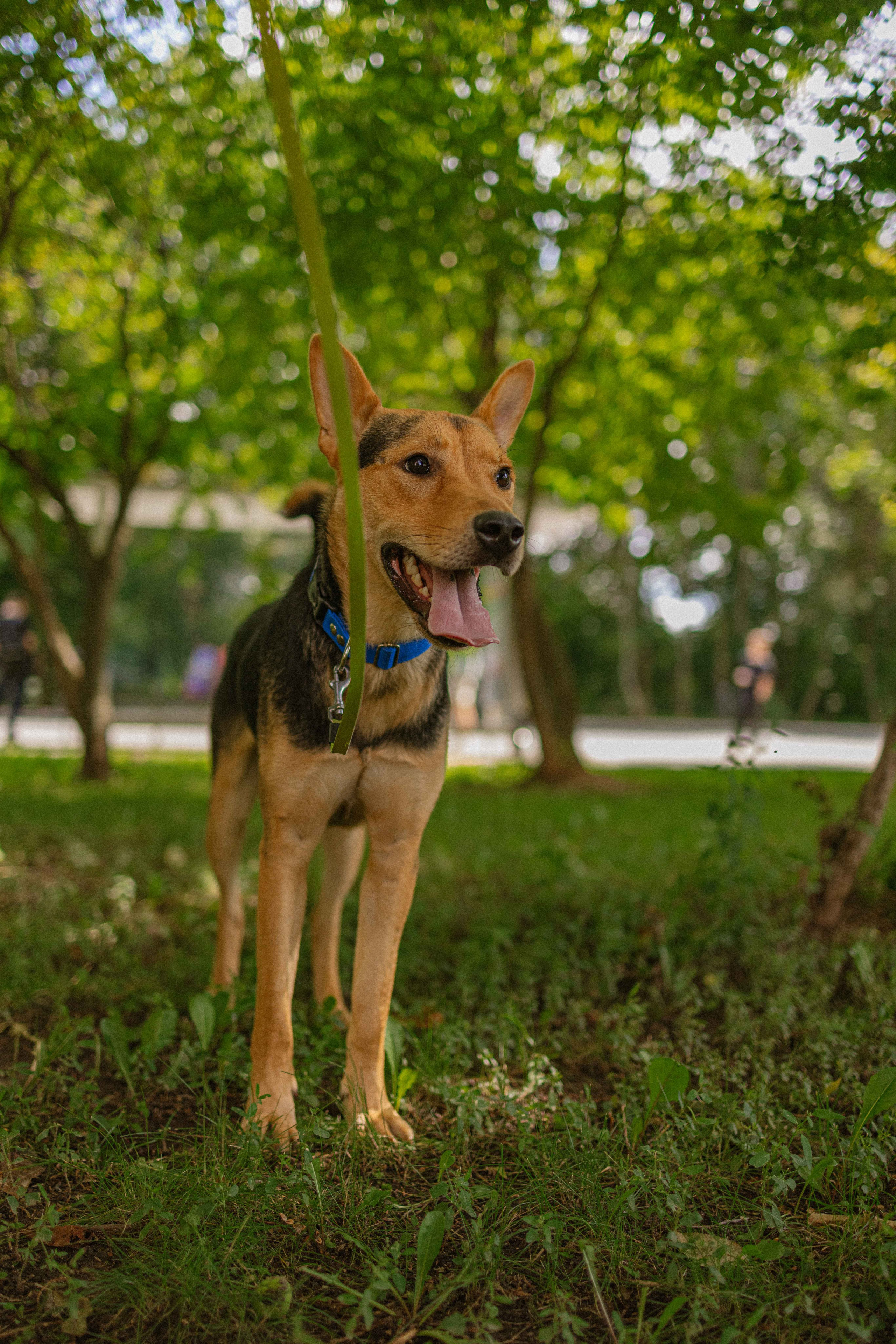 Джеки. Фотограф-анималист в Москве Лера Черноног