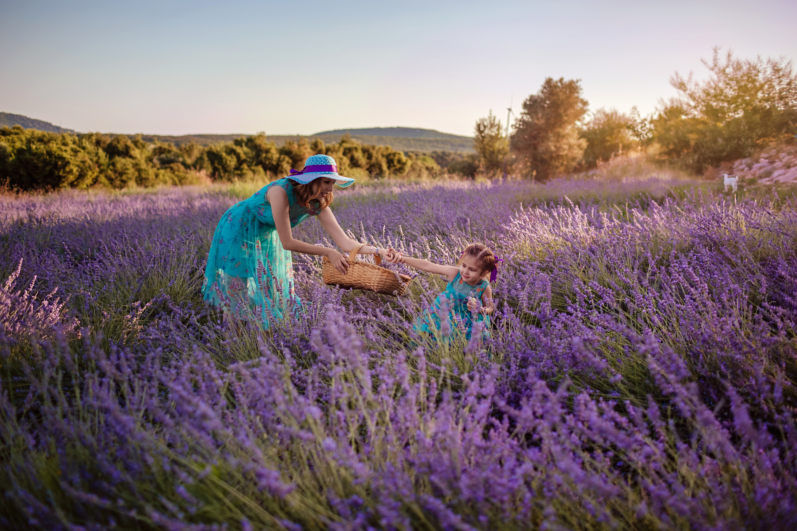 Photo session in the lavender field