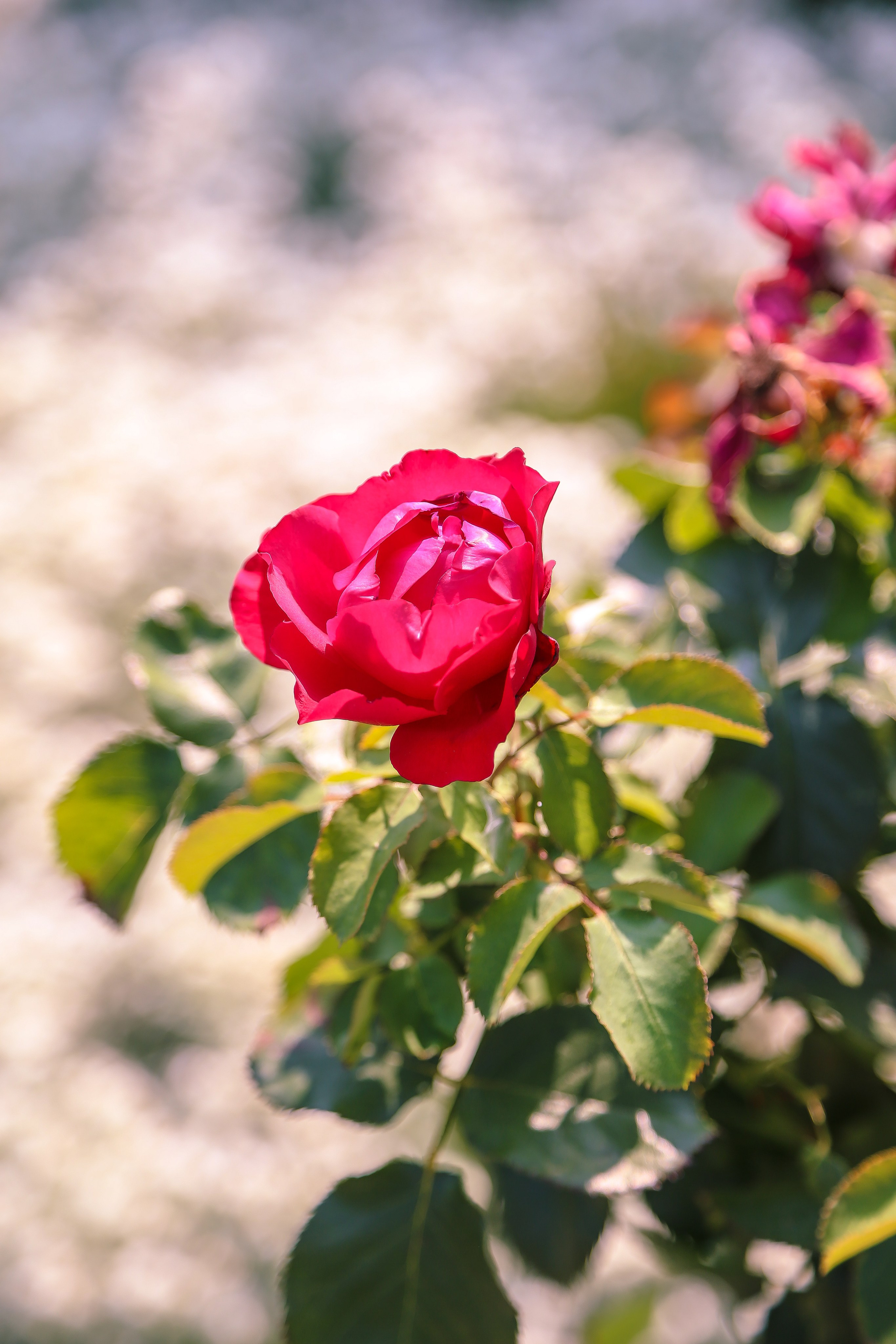 Австрия: Баден. Дарья Письменюк / Darya Leitstern — фотограф, музыкант, журналист, путешественник