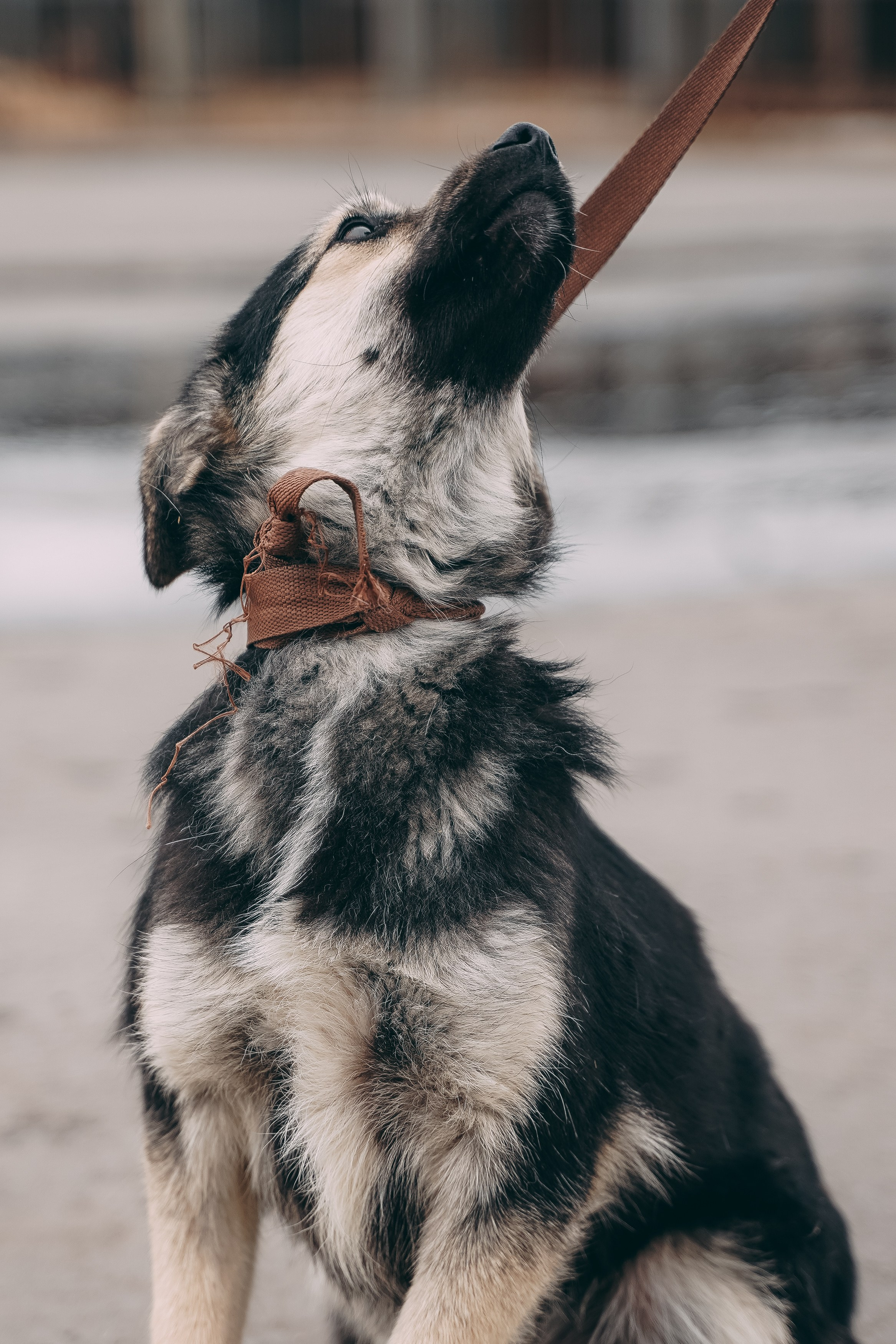 Съемка для благотворительного фонда «Дог 24». Фотограф-анималист, портретный фотограф в Чебоксарах Мария Садыкова