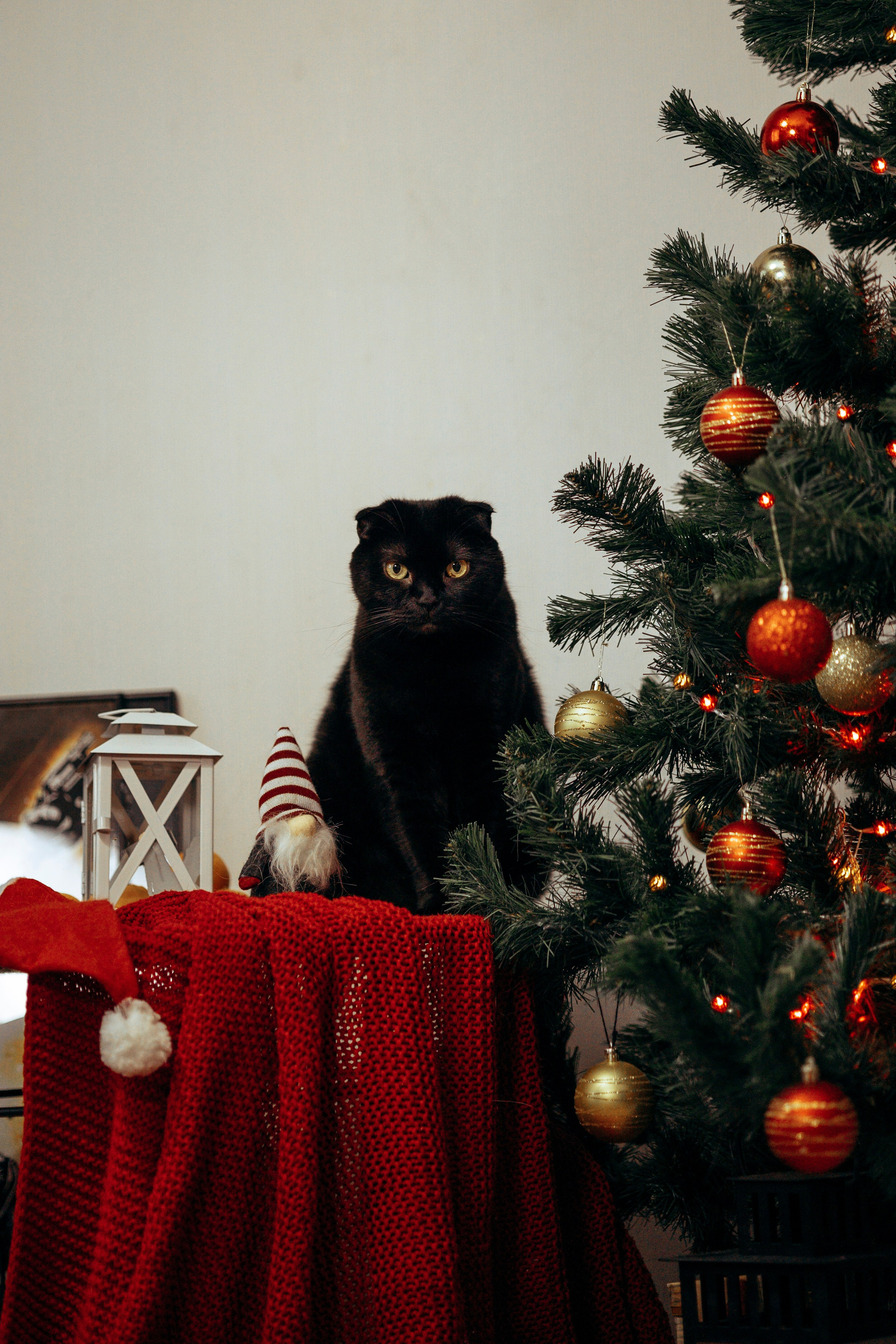 Новогодняя съемка с собакой. Анастасия Белаш