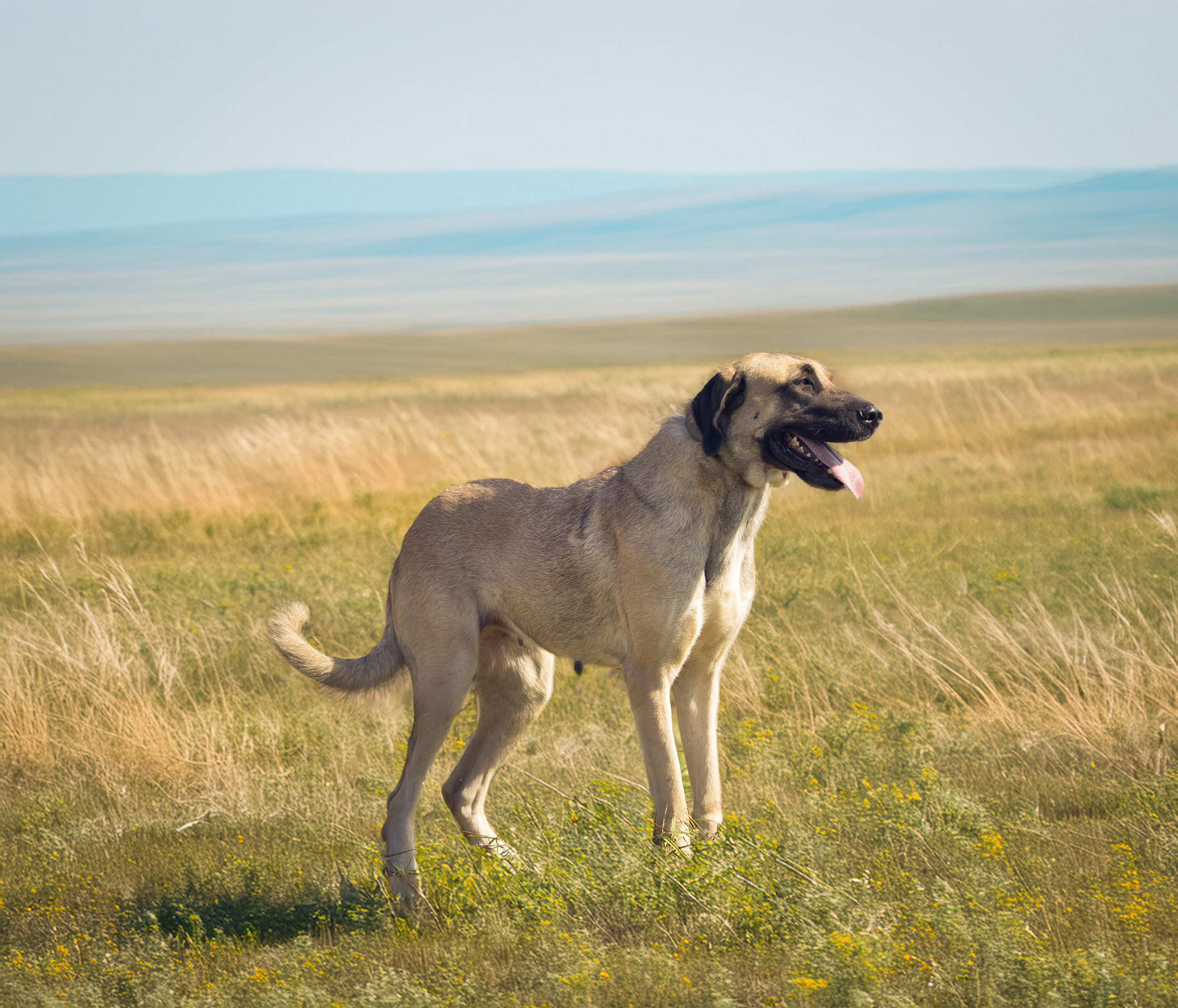 В питомнике. Виктория Михайловская. Фотограф-анималист. Москва