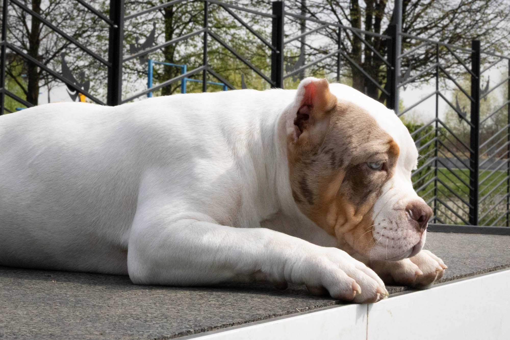 Щенки. Виктория Михайловская. Фотограф-анималист. Москва