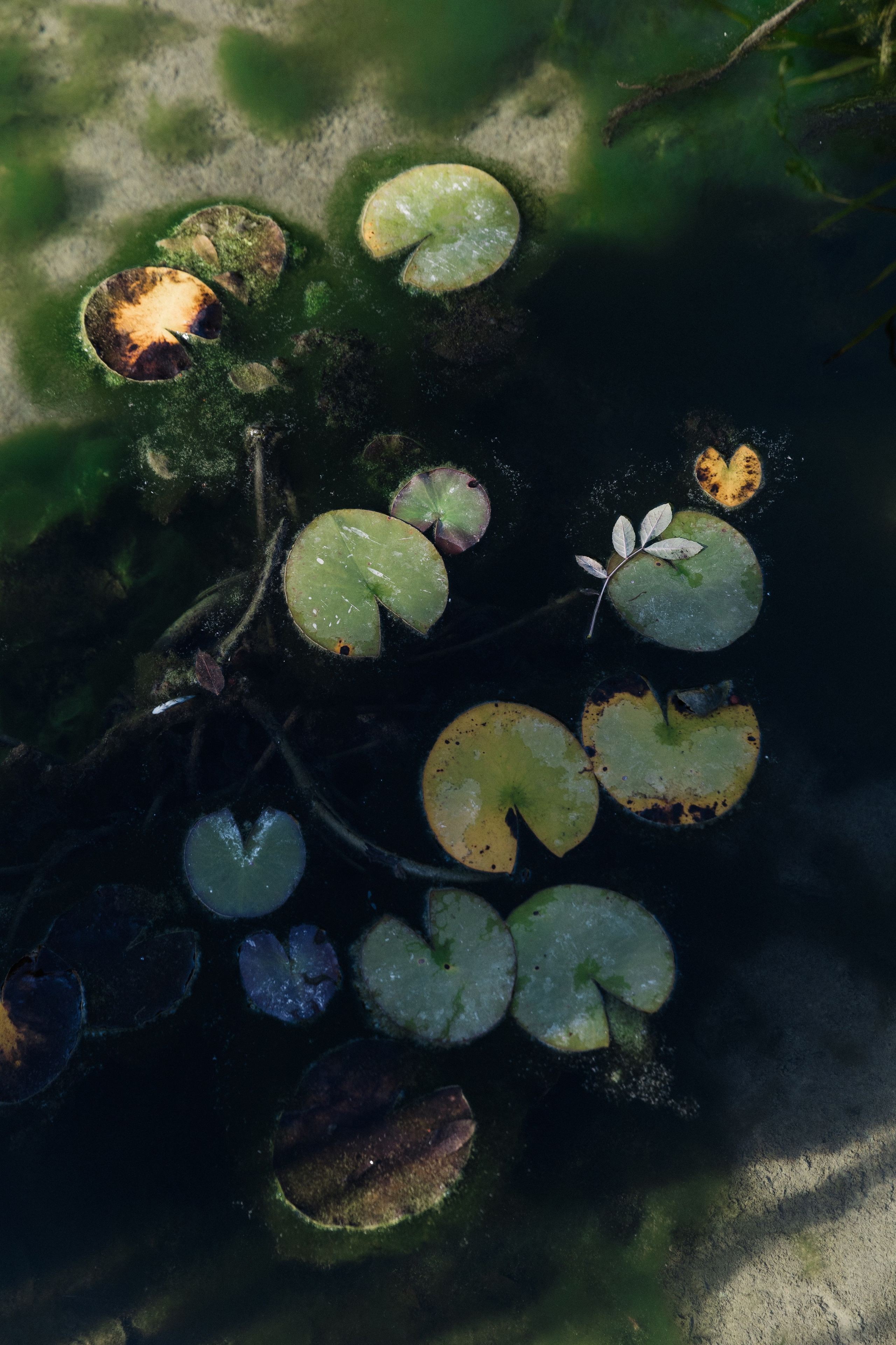 Павел и Дарья. Фотограф Айвазова Наталья Краснодар