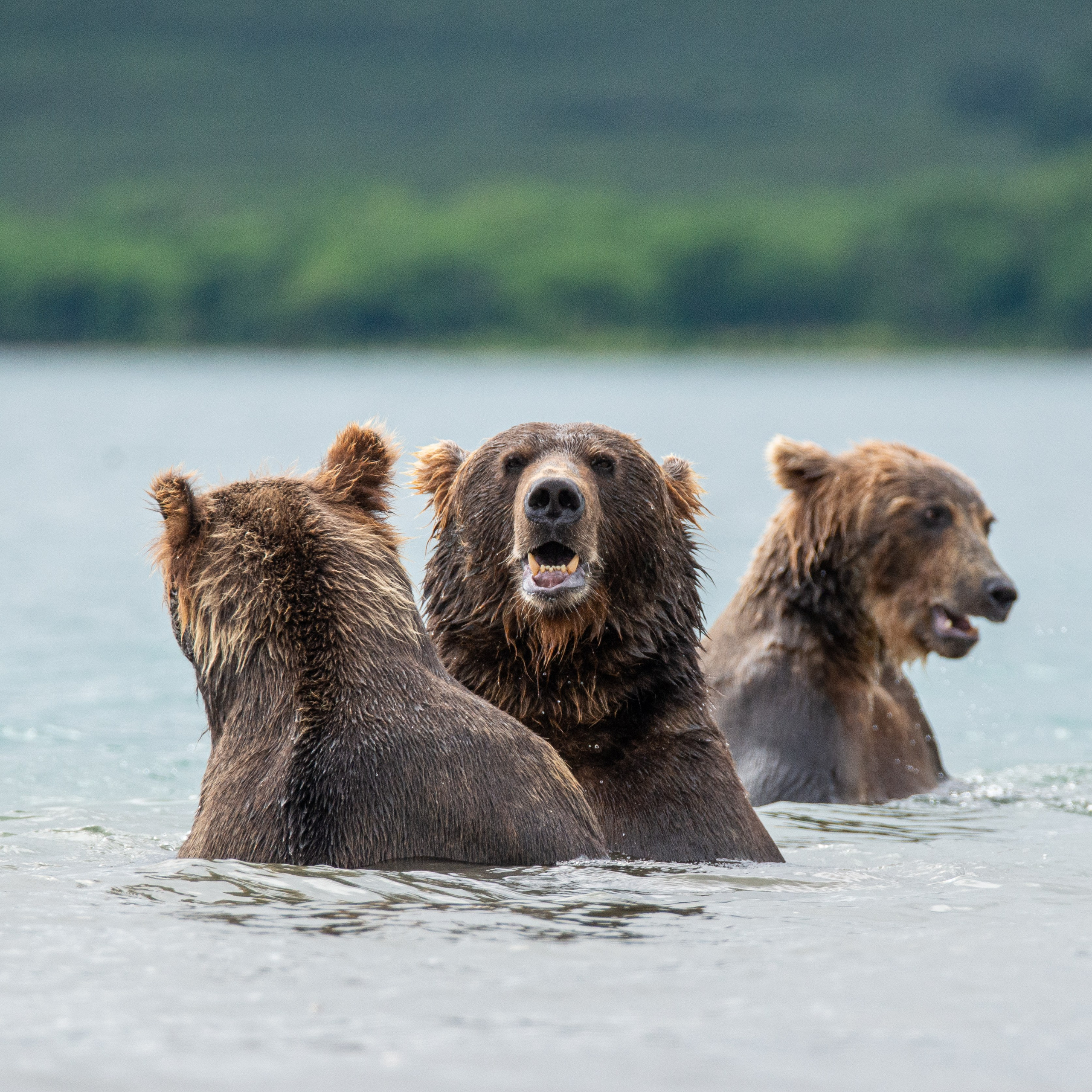 Камчатка — земля медведей. Игорь Иванко — Репортажный и событийный фотограф. Москва