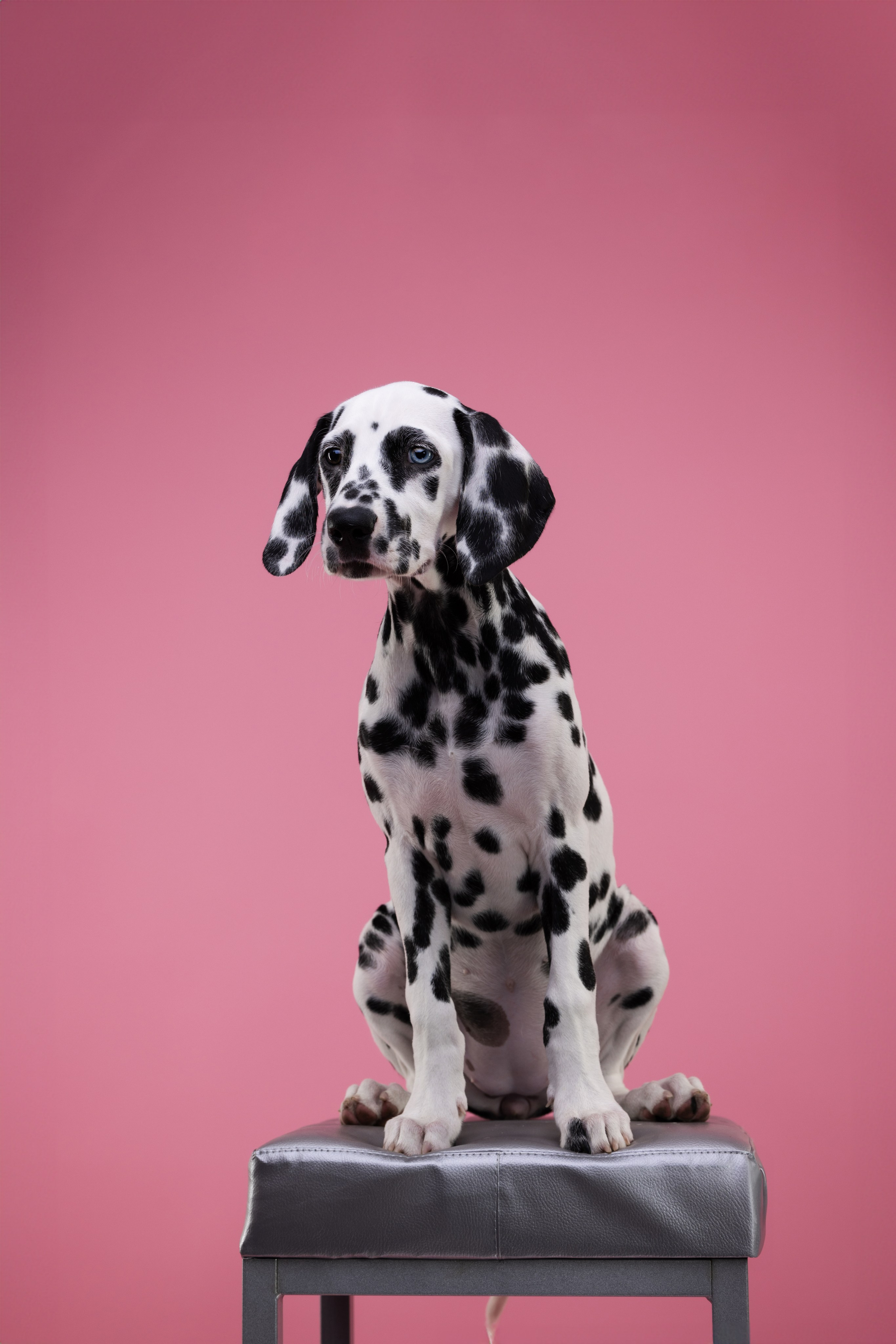 Далматин Одри. Фотограф анималист Осипчикова Мария