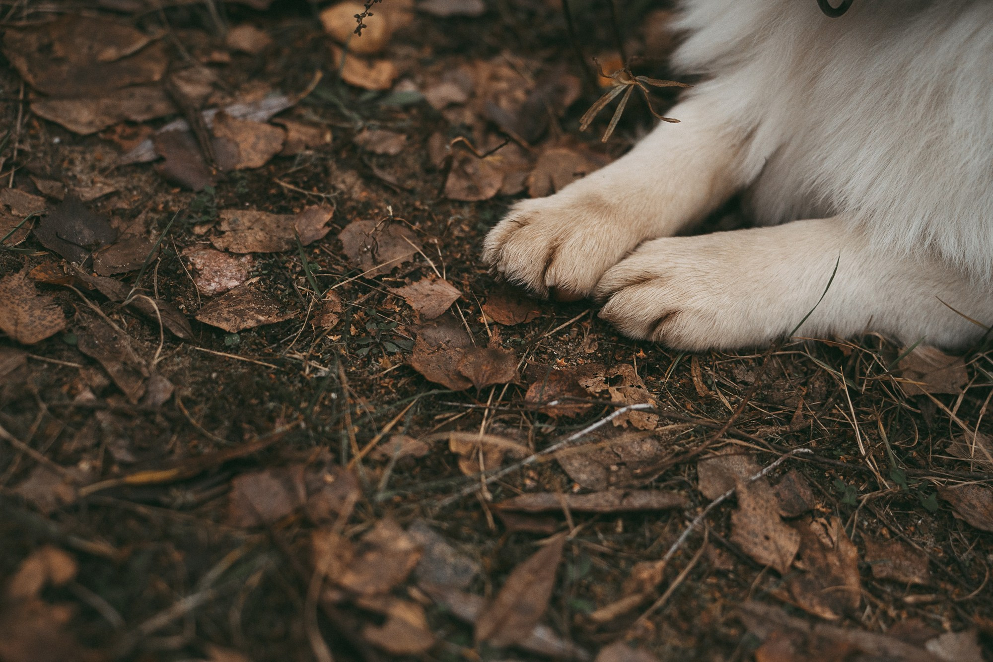 Лиза и Бублик. Фотограф анималист в Москве и Санкт-Петербурге Свиридова Анна