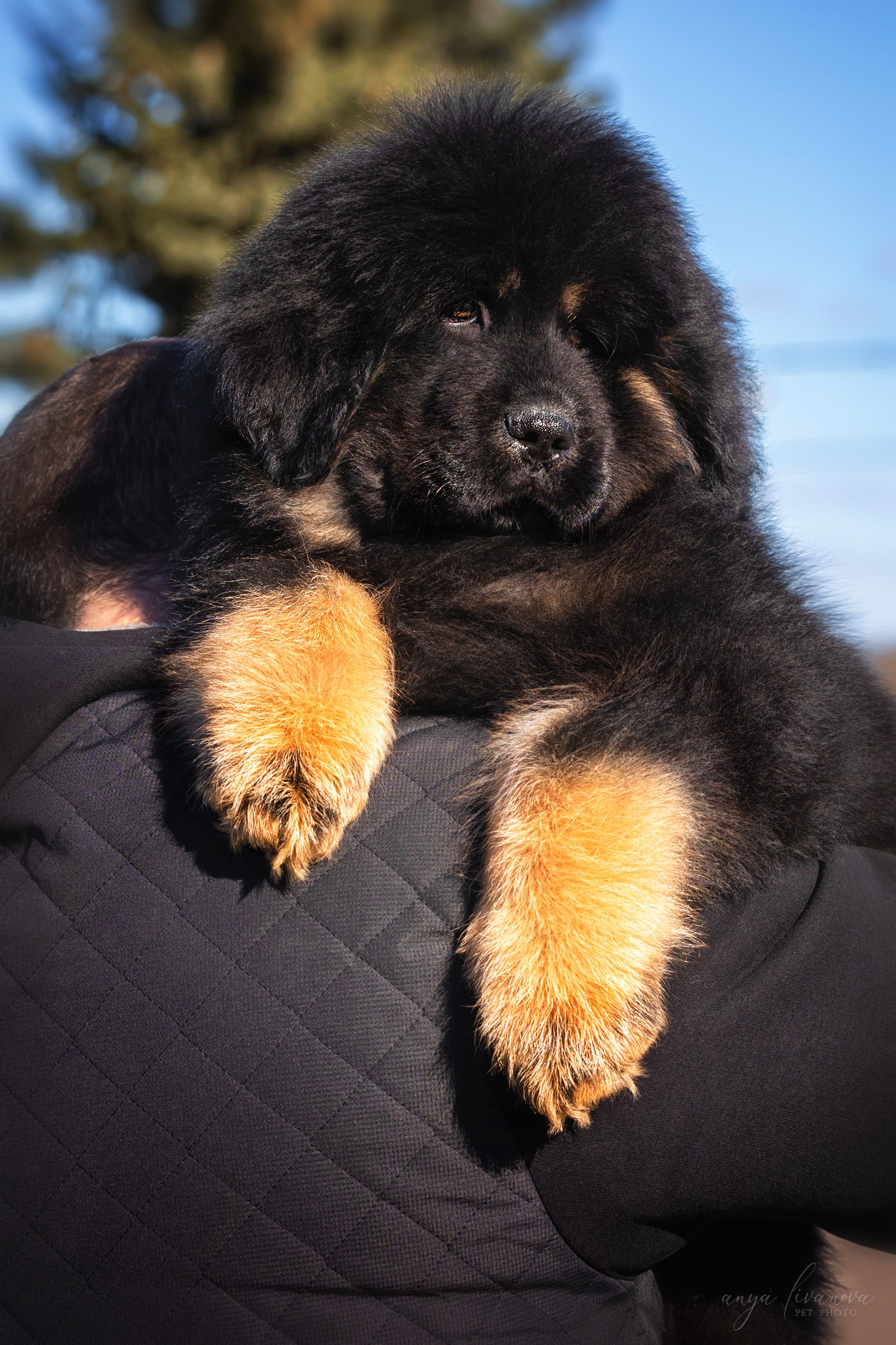 Тибеты. Фотограф анималист Аня Ливанова | Рыбинск