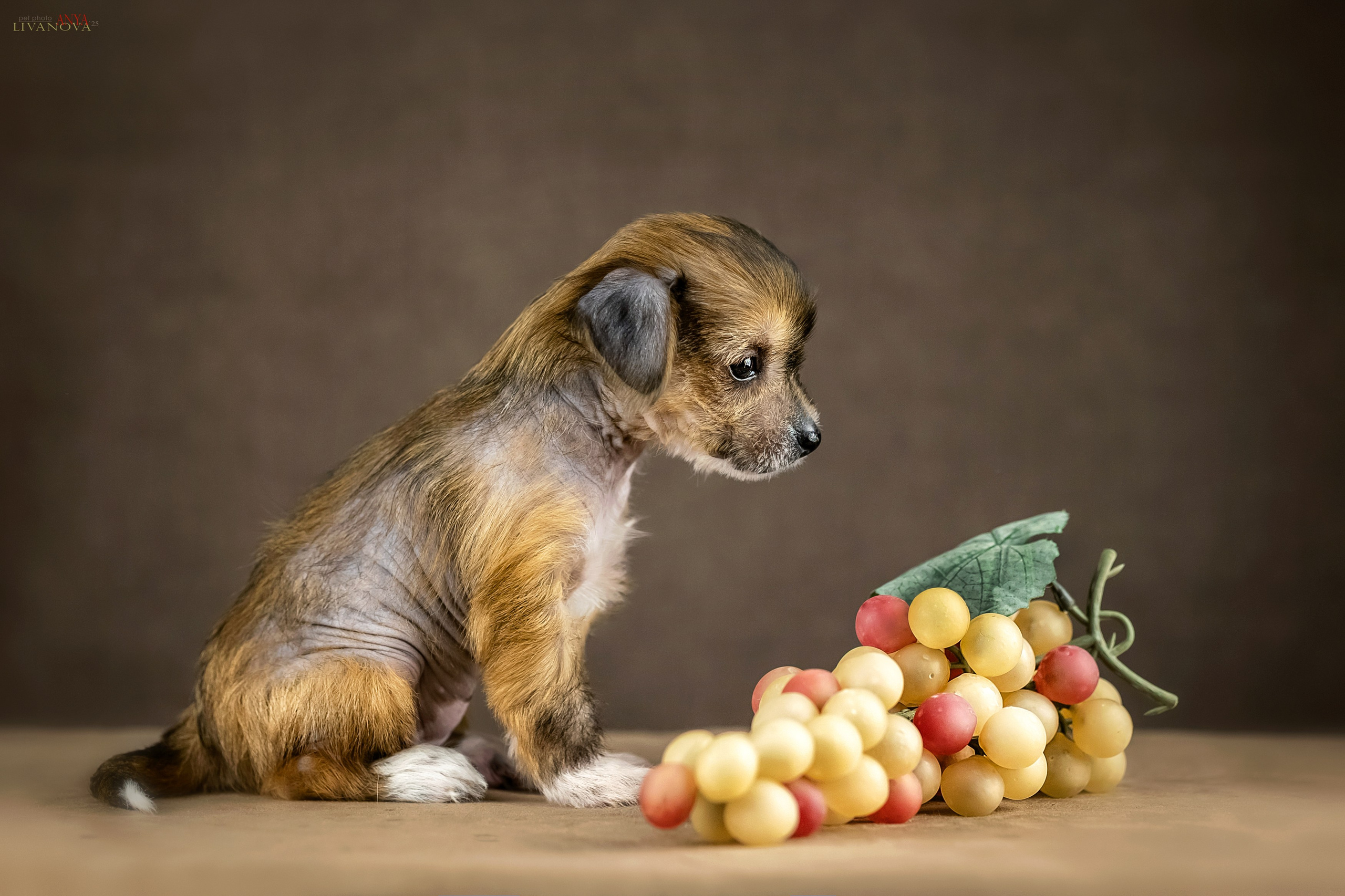 КХС. Фотограф анималист Аня Ливанова | Рыбинск