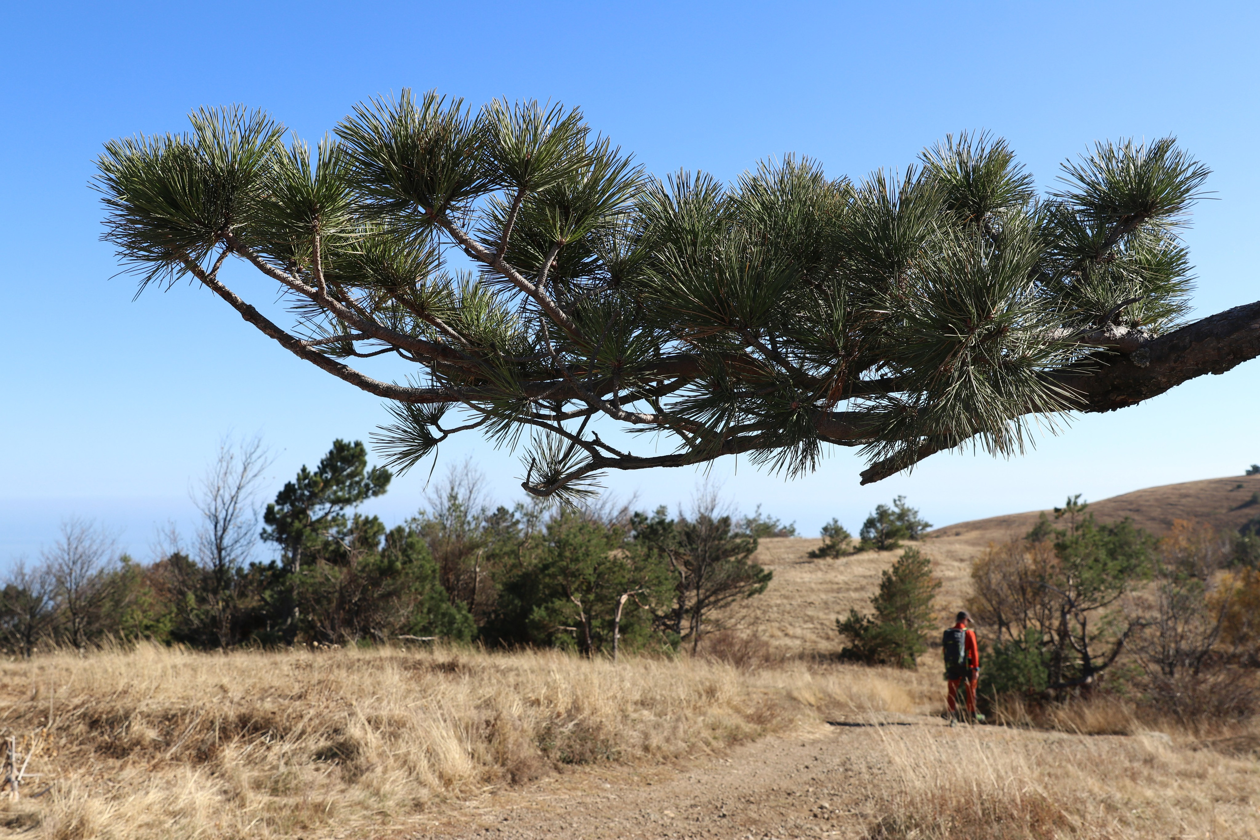Крым. ЮБК (Гурзуф, Судак и их окрестности). Ноябрь 2023. Путешественник-фотограф из Санкт-Петербурга Татьяна Свистулина