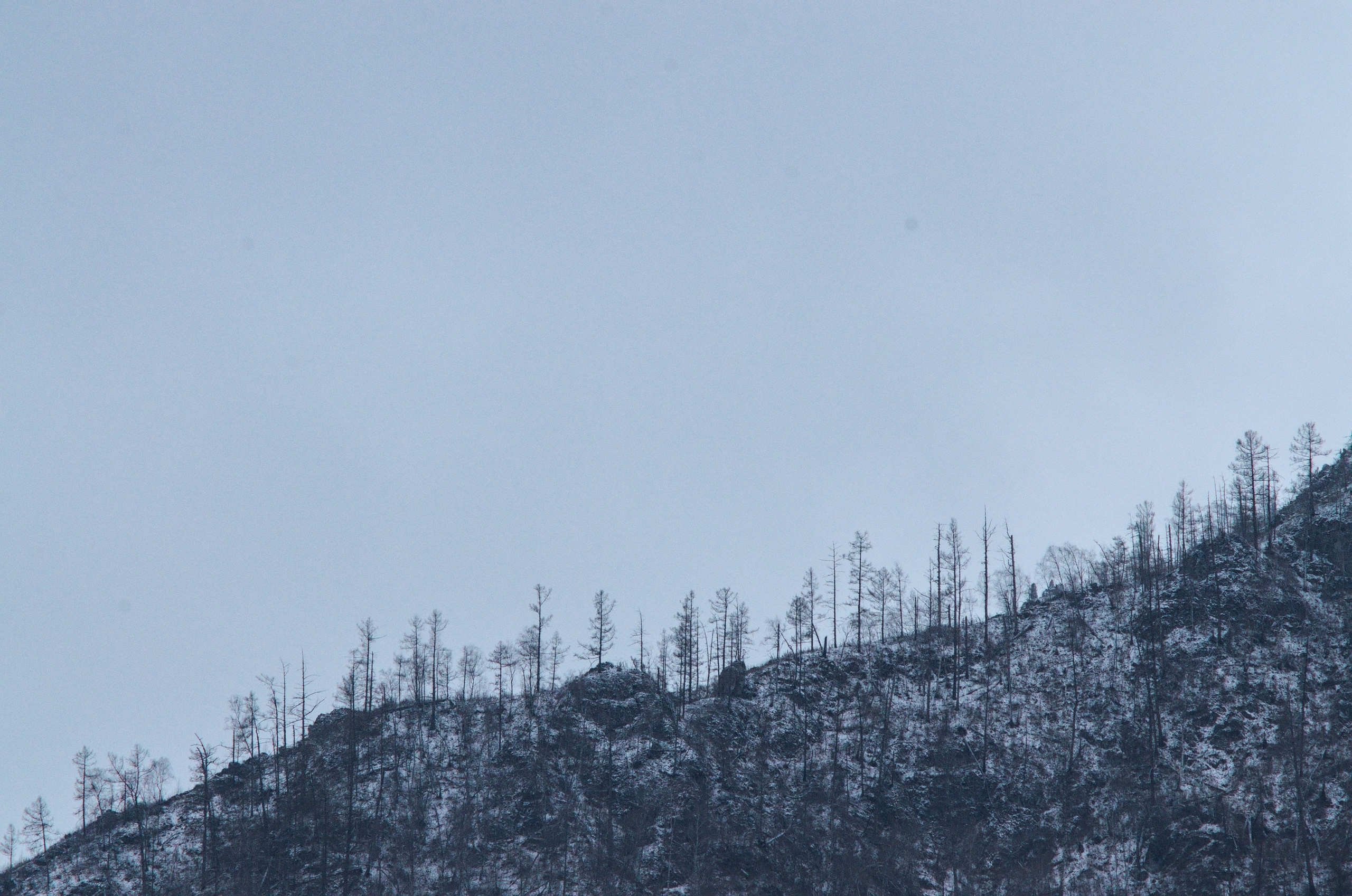 Алтай. Фотограф анималист, пейзажист, спортивные мероприятия. Новосибирск