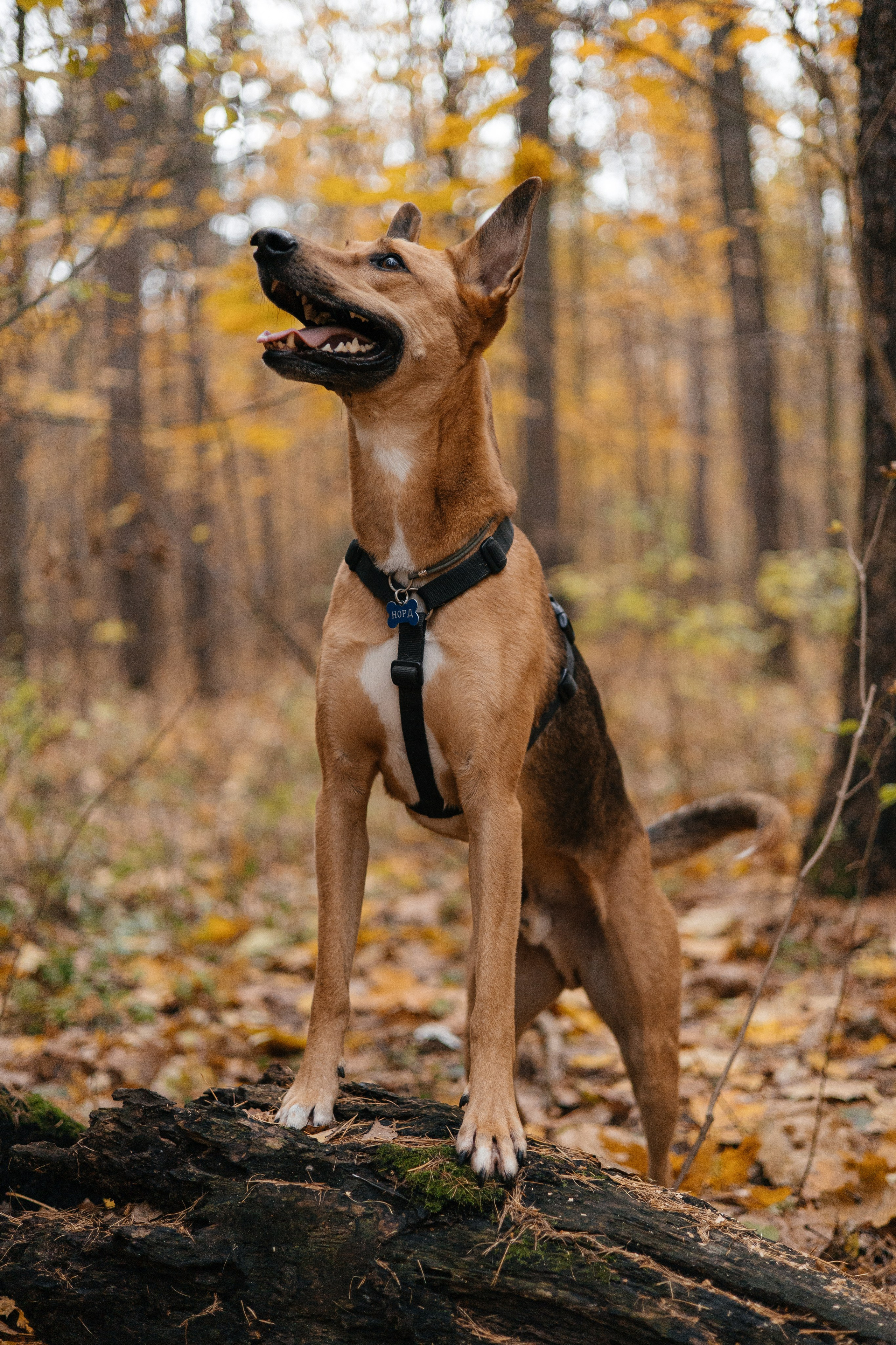 Нелли, Лёша, Рэй и Норд. Фотограф Анна Луценко Москва