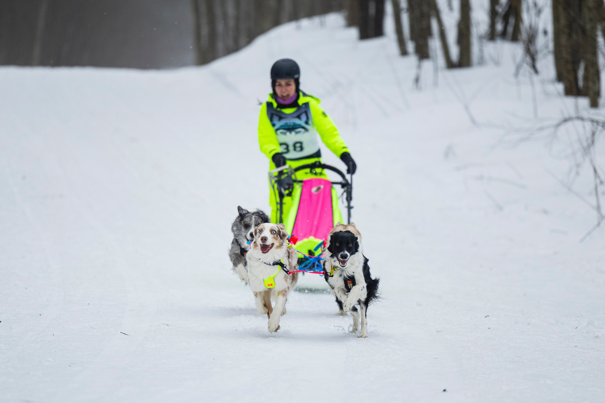 Зимний Чемпионат Санкт-Петербурга по ездовому спорту. Фотограф-анималист Анна Маринич