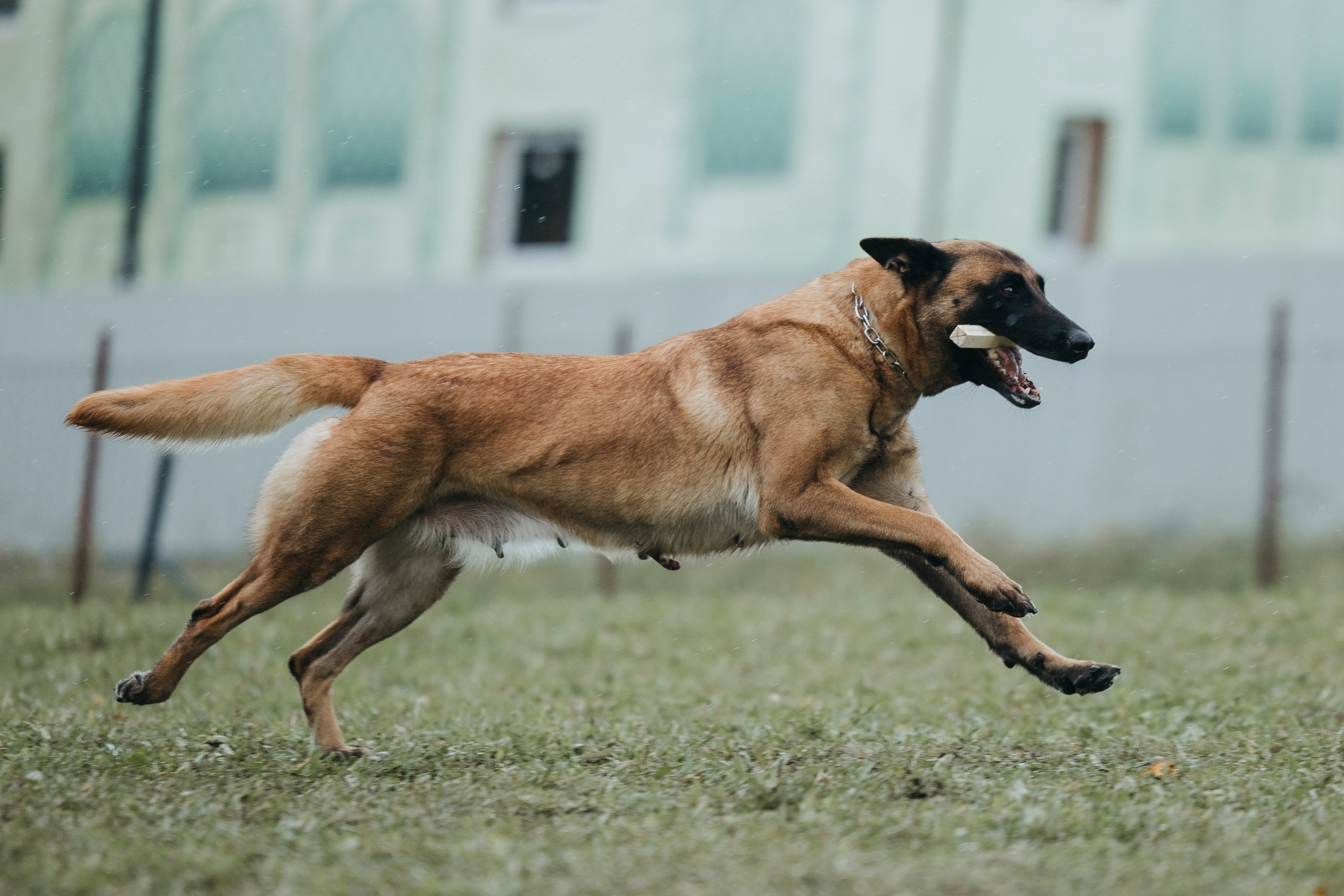 Испытания по мондьорингу г. Пушкин 29.09.2024. Фотограф-анималист Анна Маринич