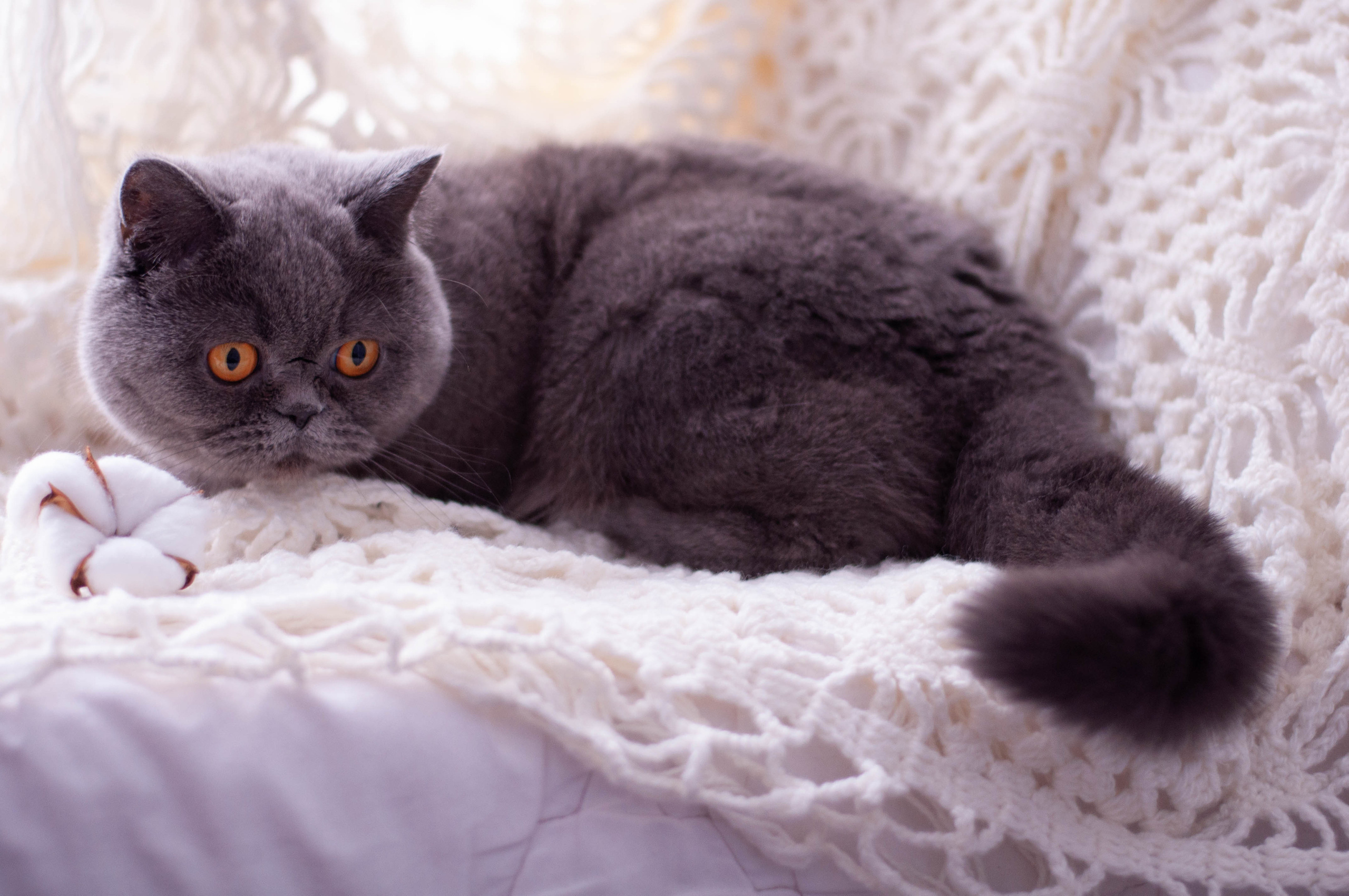 Питомцы. Семейный и детский фотограф в Екатеринбурге Наталия Акимова