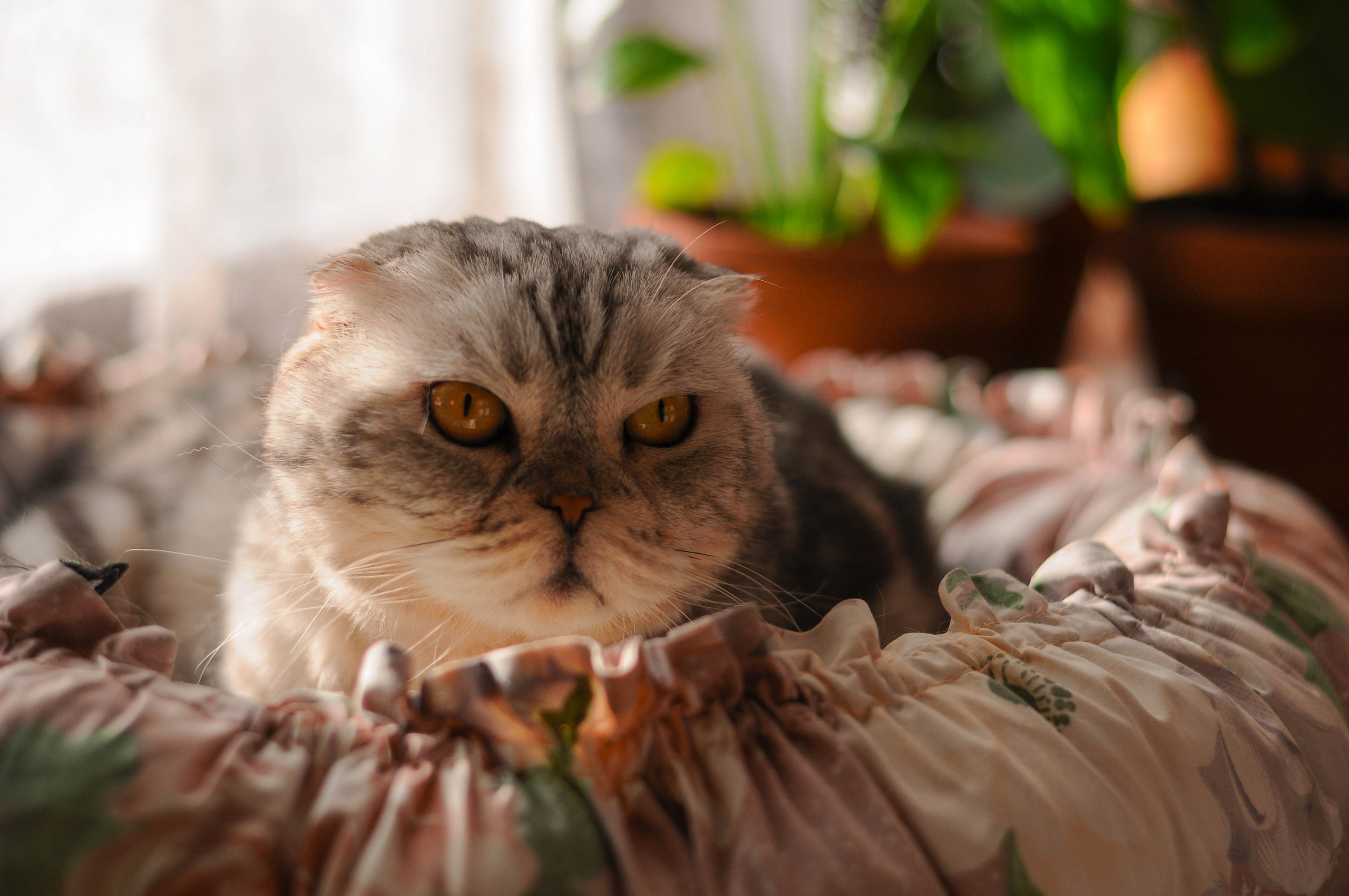 Питомцы. Семейный и детский фотограф в Екатеринбурге Наталия Акимова