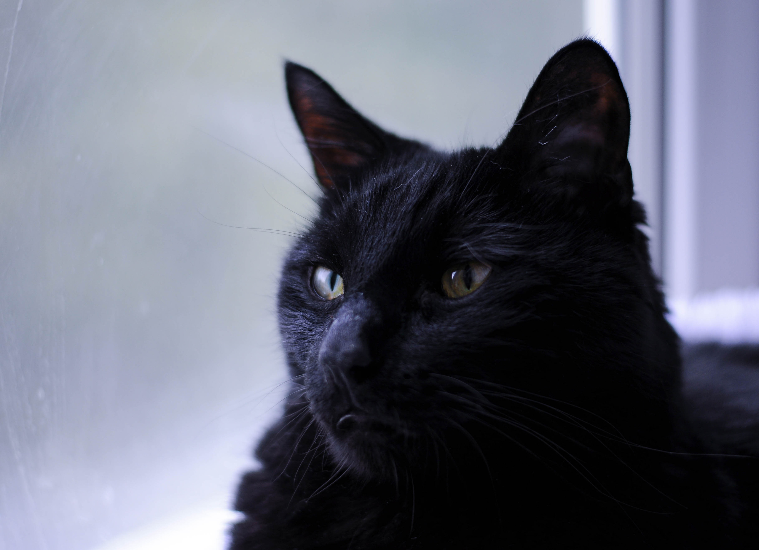 Питомцы. Семейный и детский фотограф в Екатеринбурге Наталия Акимова